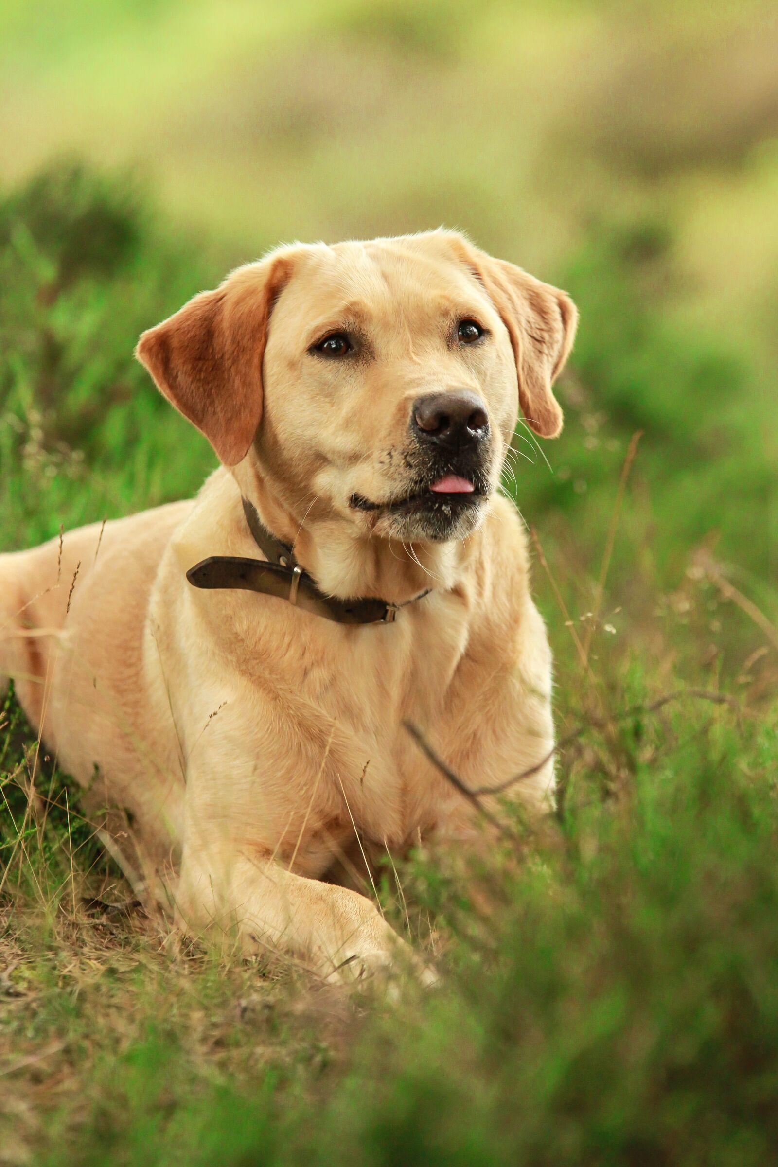 Canon EOS 7D sample photo. Labrador, dog, dogs photography