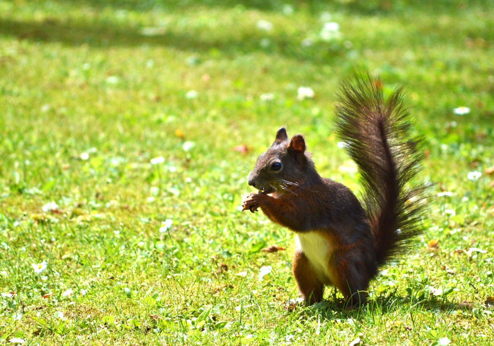 Nikon D3200 sample photo. Squirrel, nager, rodent photography