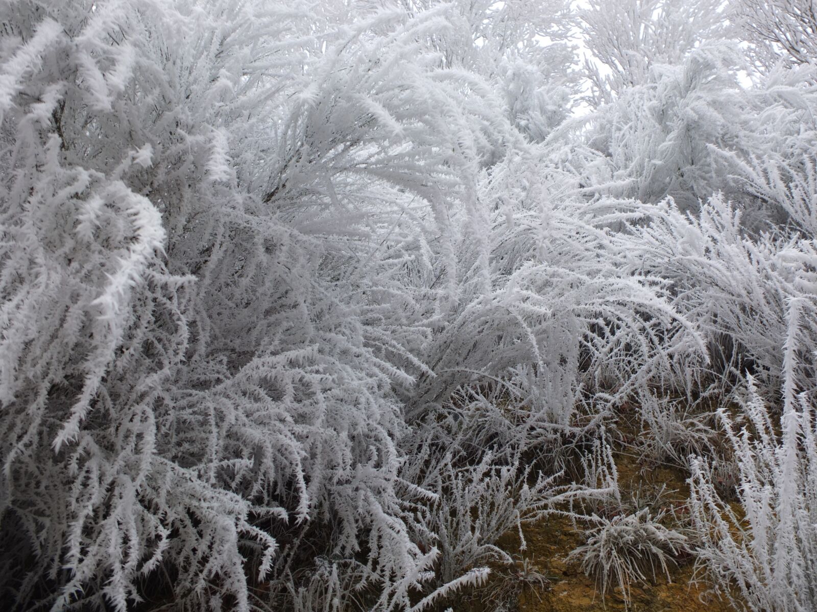 Fujifilm X10 sample photo. Cold, frost, jelly photography