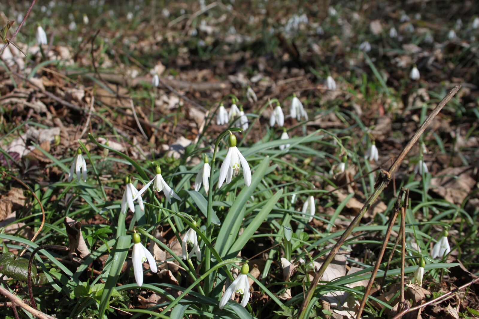 Canon EOS 500D (EOS Rebel T1i / EOS Kiss X3) sample photo. Snowdrops, forest, nature photography