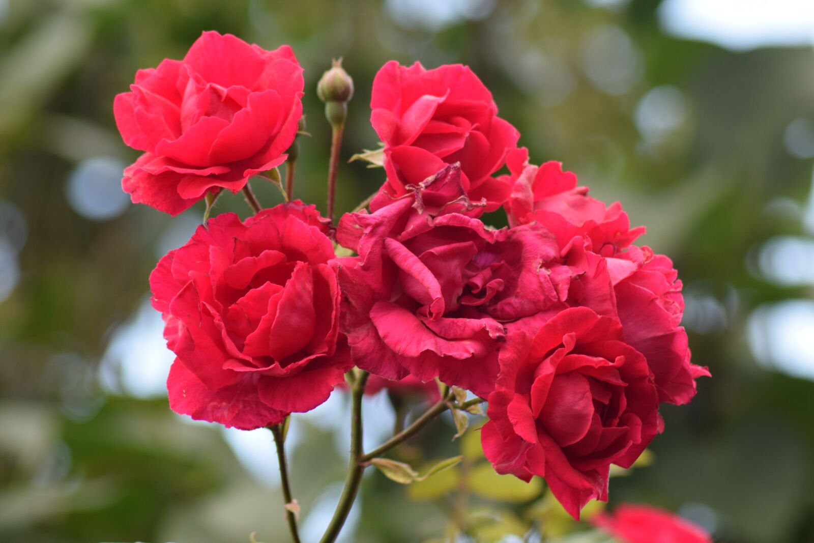 Nikon D3300 sample photo. Flowers, summer, nature photography