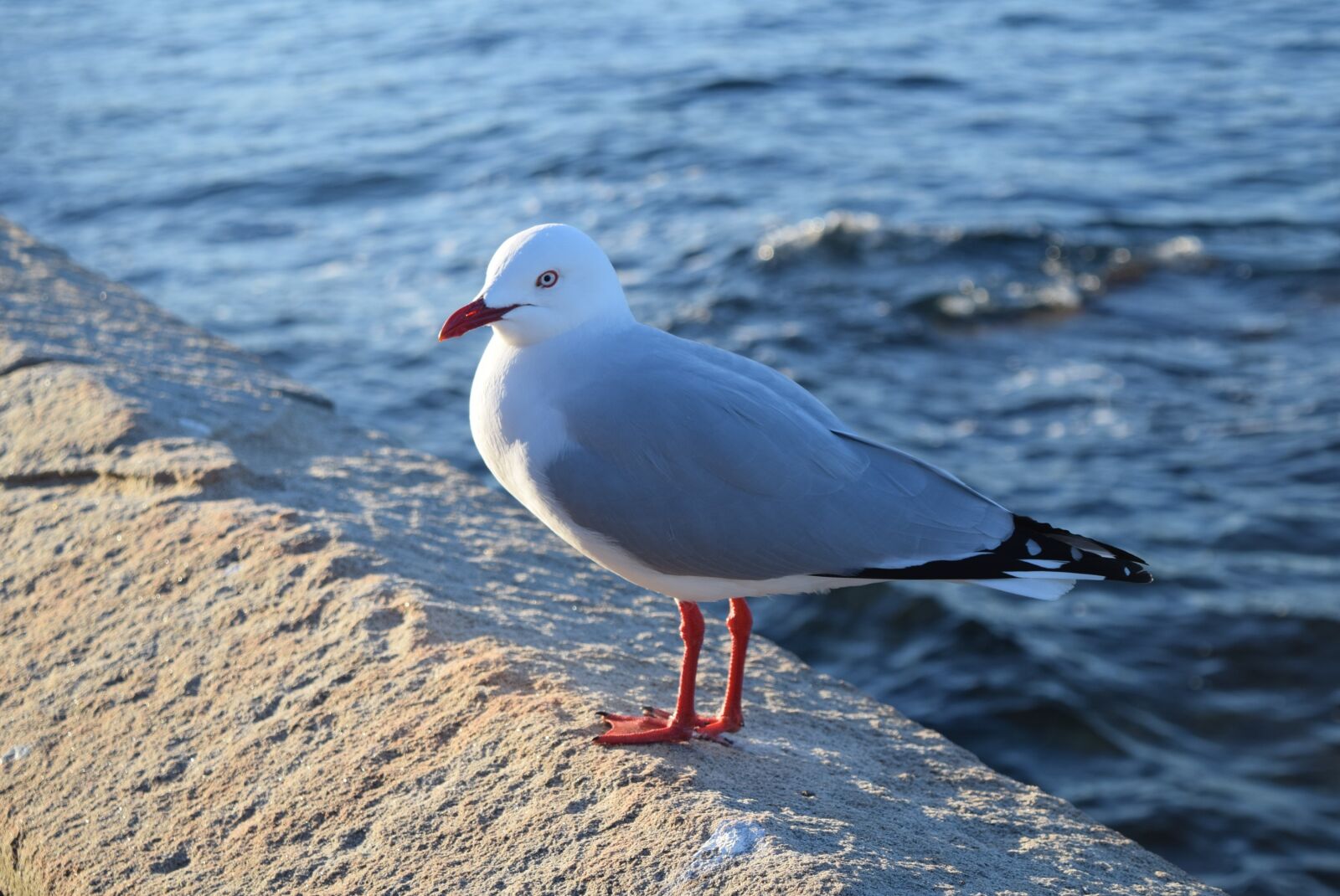 Nikon D5300 sample photo. Sea, nature, the body photography
