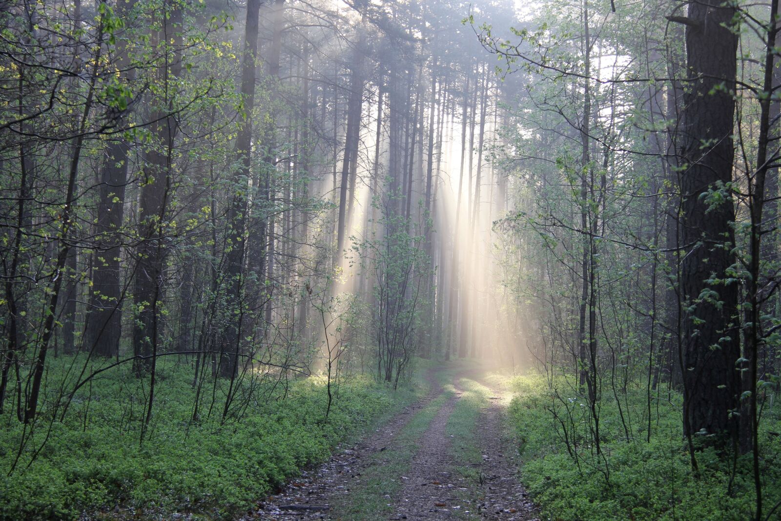 Canon EF-S 18-200mm F3.5-5.6 IS sample photo. Forest, may, light photography