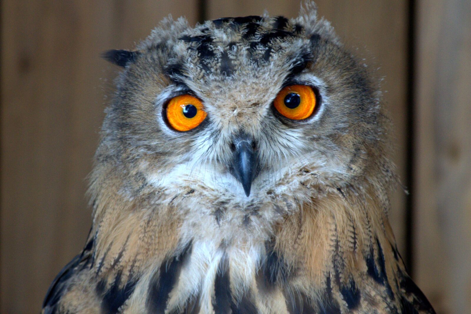 Nikon D3300 sample photo. Owl, bird, eyes photography