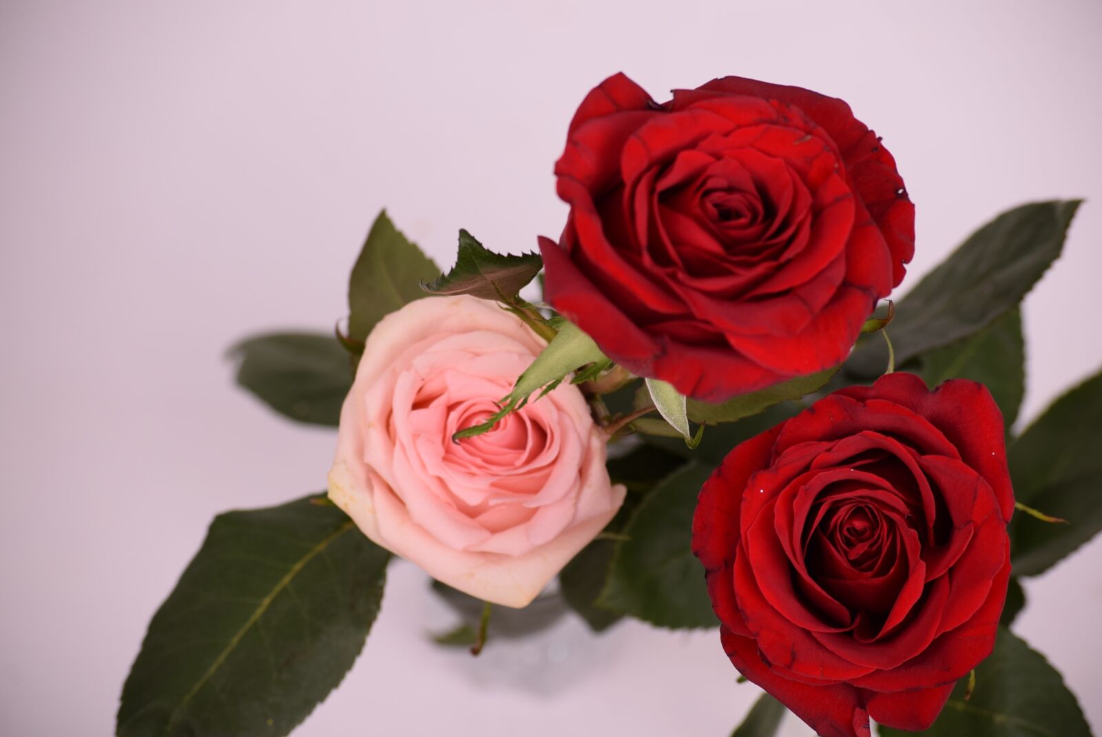 Nikon D3300 sample photo. Roses, flower, red rose photography