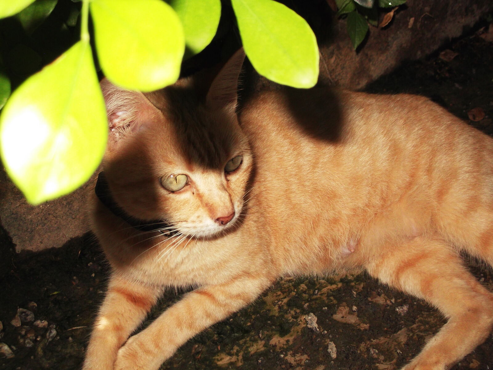 Fujifilm FinePix L50 sample photo