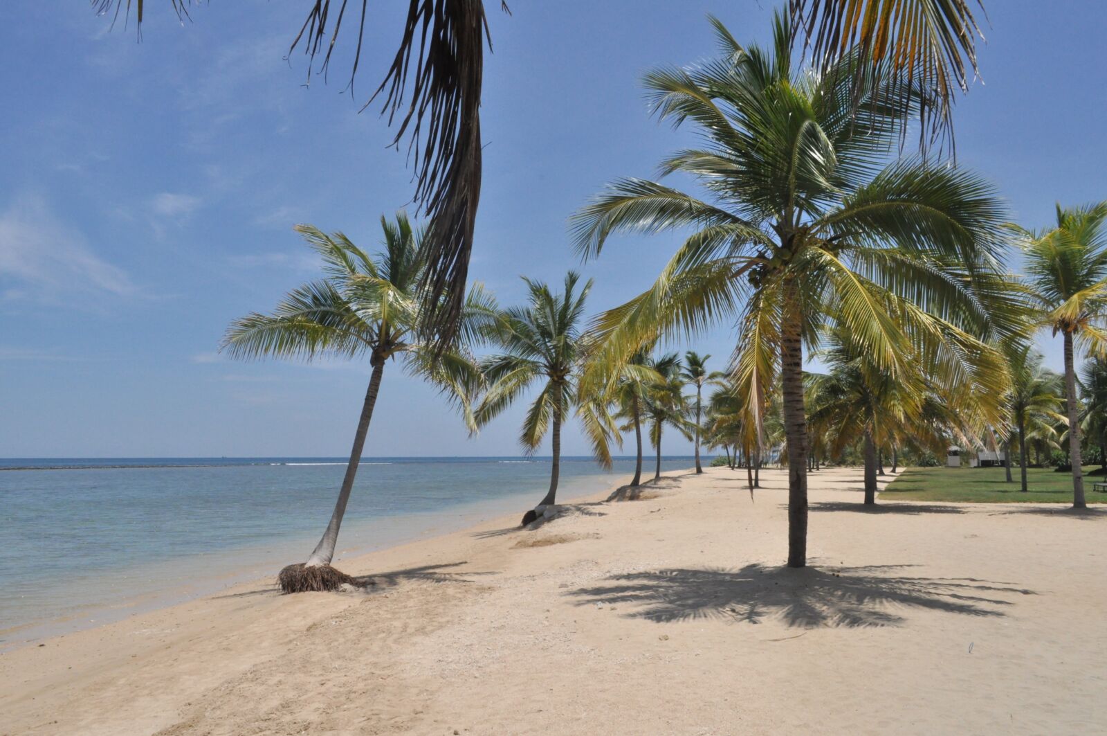 Nikon D5000 sample photo. Sun, palm trees, beach photography