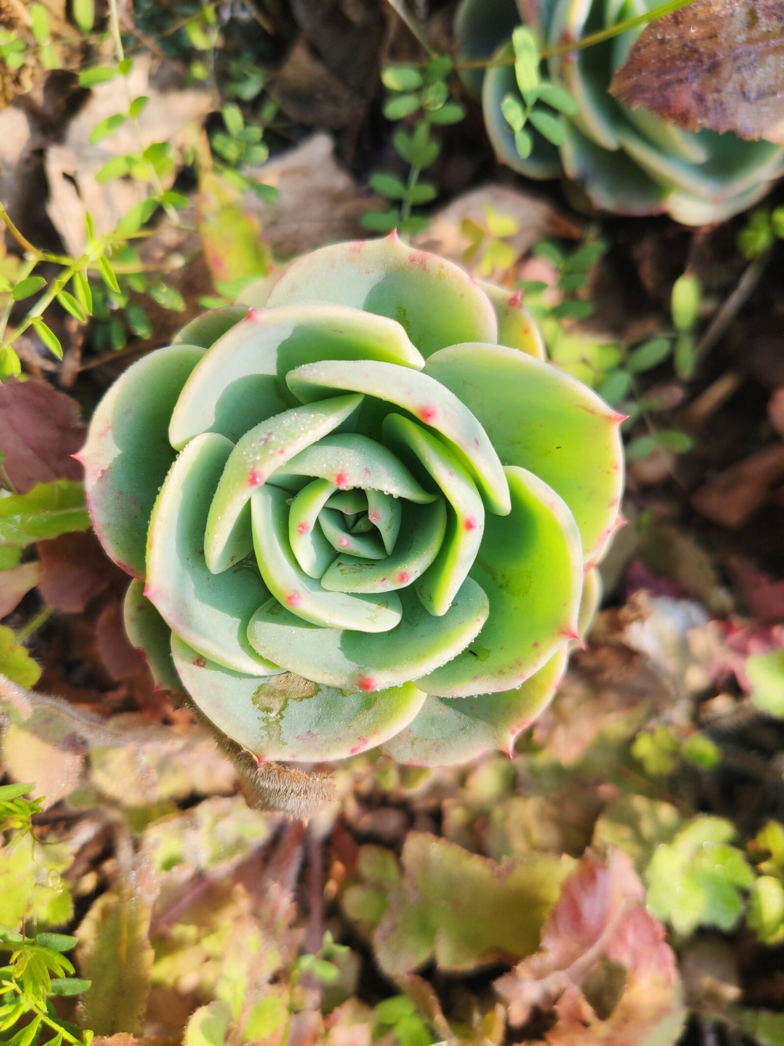 Xiaomi MI 9 sample photo. The fleshy, plant, potted photography