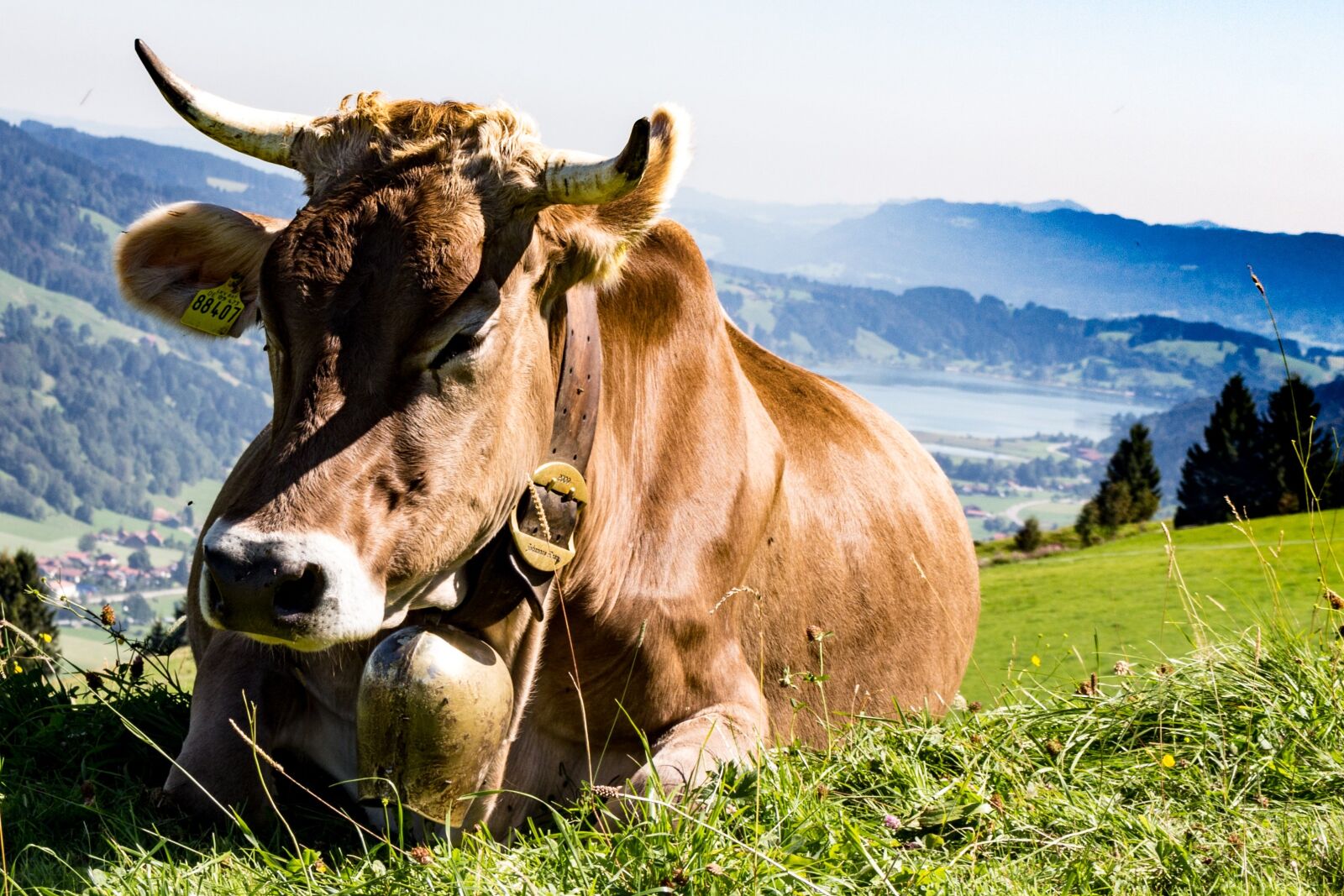 Canon EOS 700D (EOS Rebel T5i / EOS Kiss X7i) sample photo. Allgäu, cow, pasture photography