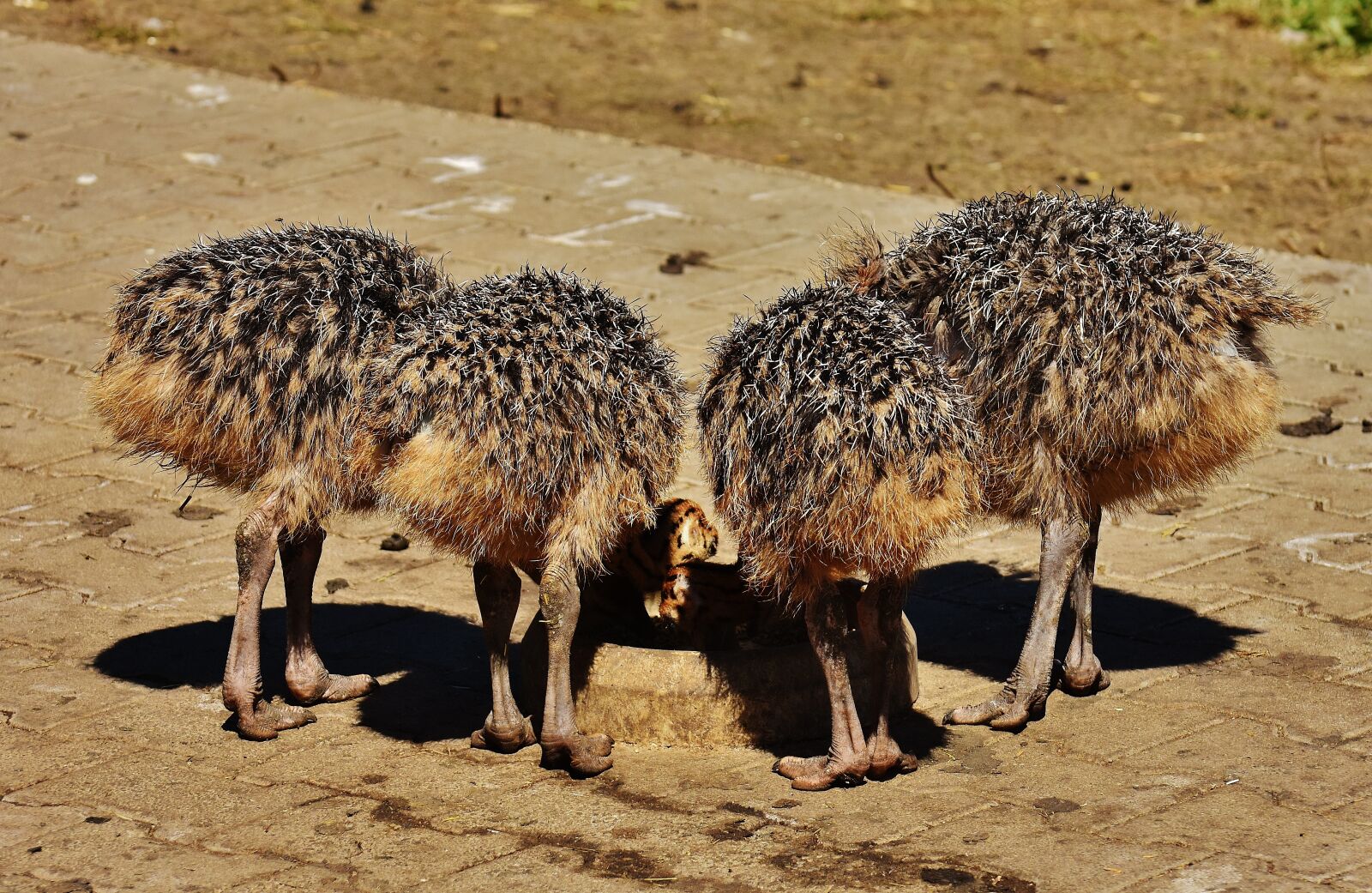 Nikon D7200 sample photo. Bouquet, young animals, ostrich photography