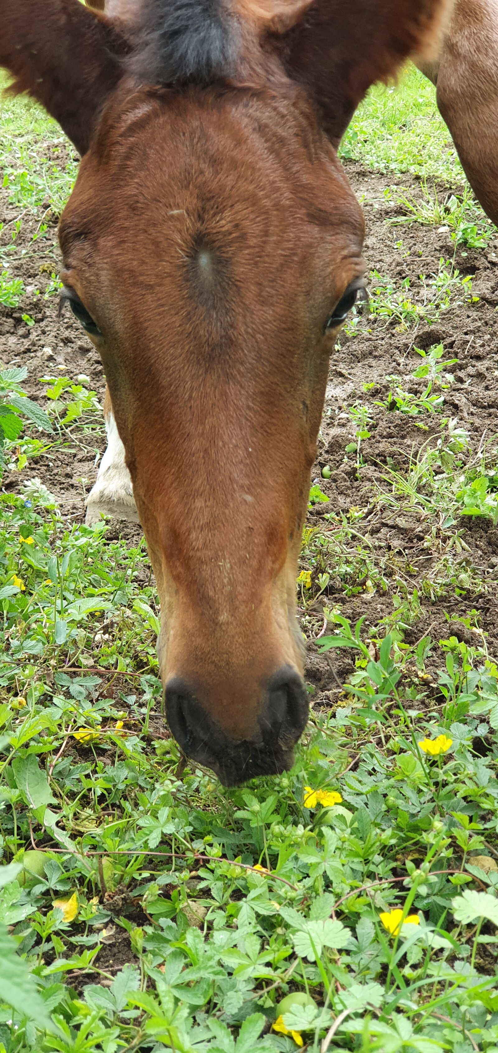 Samsung Galaxy S10+ sample photo. Foal, close up, animals photography