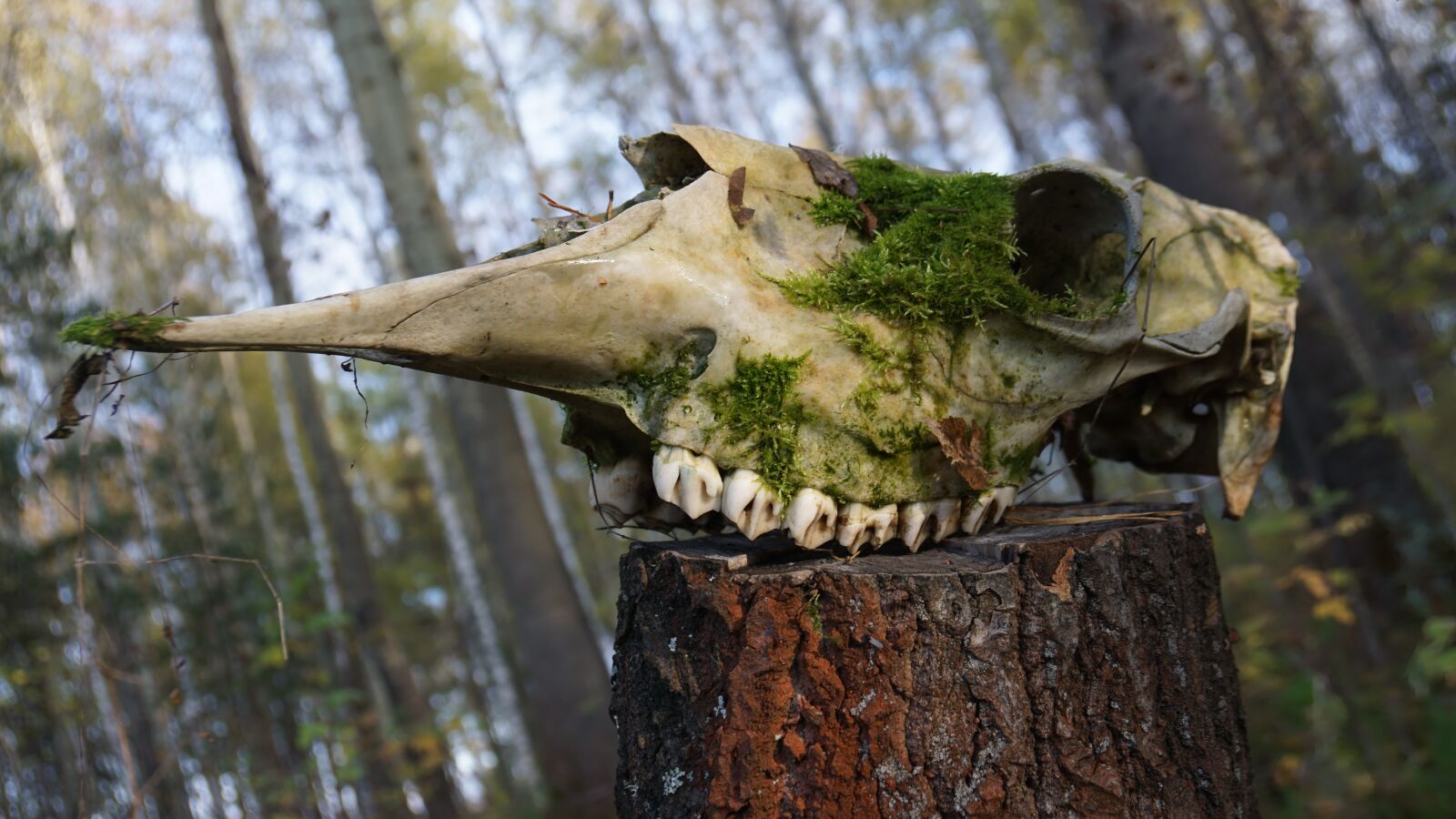 Sony a6000 + Sony Vario-Tessar T* E 16-70mm F4 ZA OSS sample photo. Skull, bone, head photography