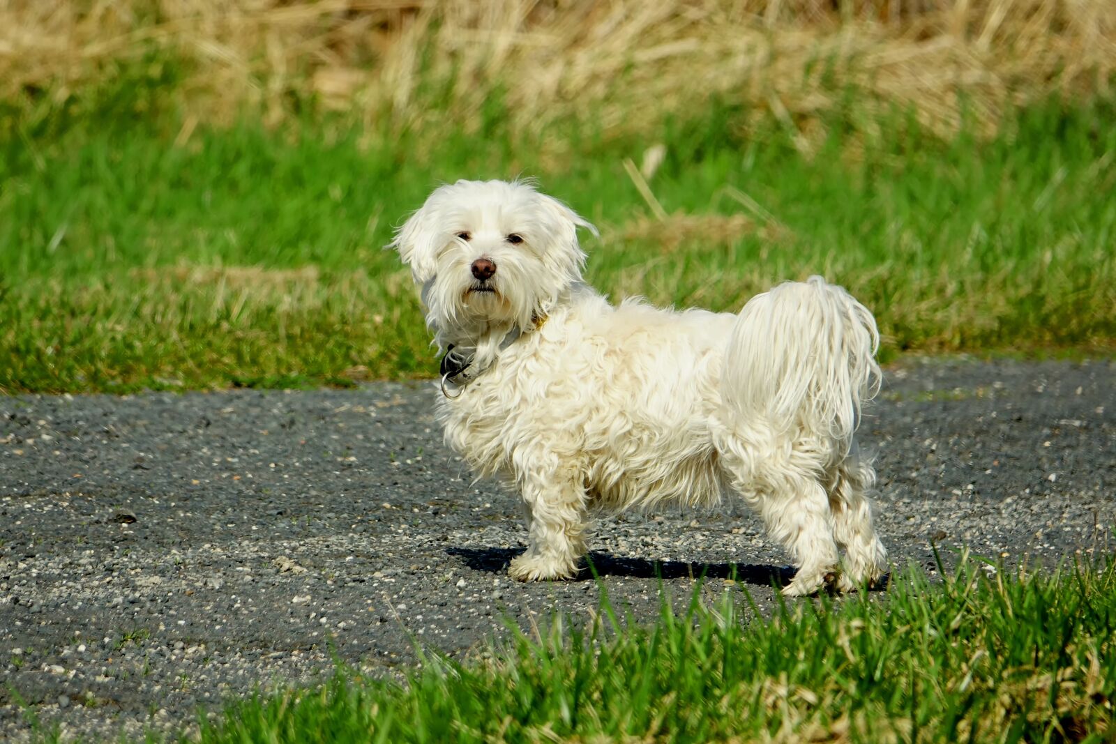 Sony Cyber-shot DSC-RX10 III sample photo. Mammal, animal, grass photography