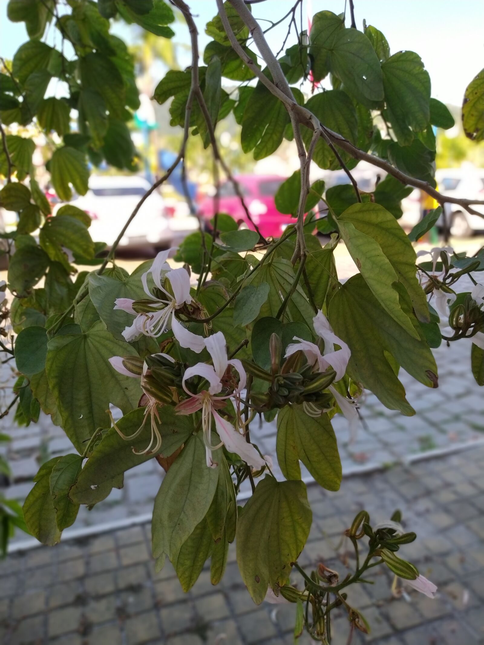 Xiaomi Redmi Note 8 sample photo. Trip, nature, landscape photography