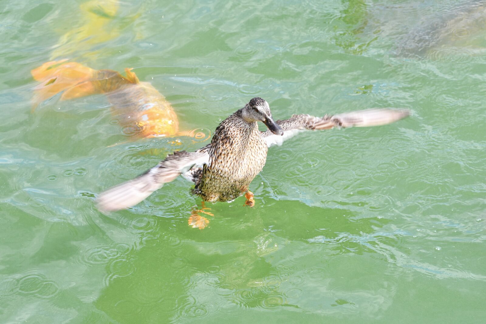 Nikon D500 sample photo. Duck, fish, to pursue photography