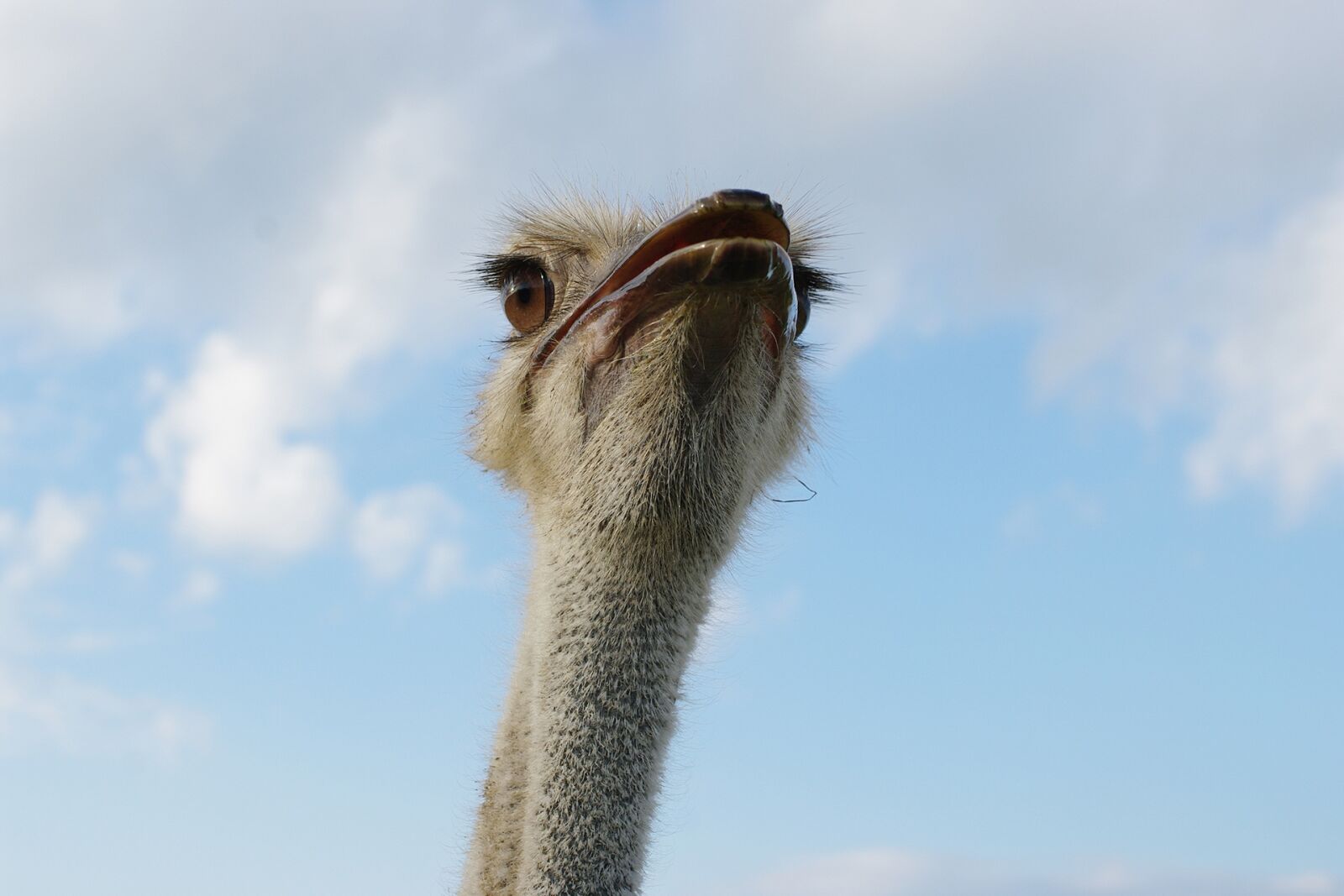 Pentax K20D sample photo. Strauss, bird, flightless bird photography