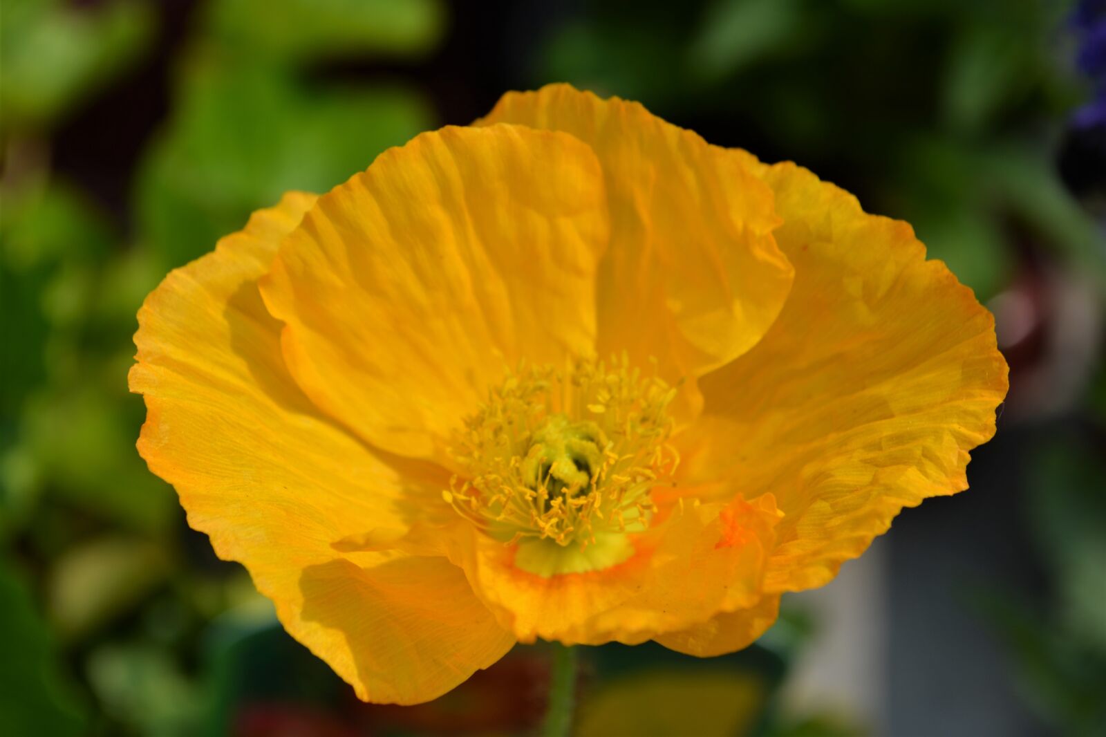 Nikon D5200 sample photo. Yellow, blossom, bloom photography