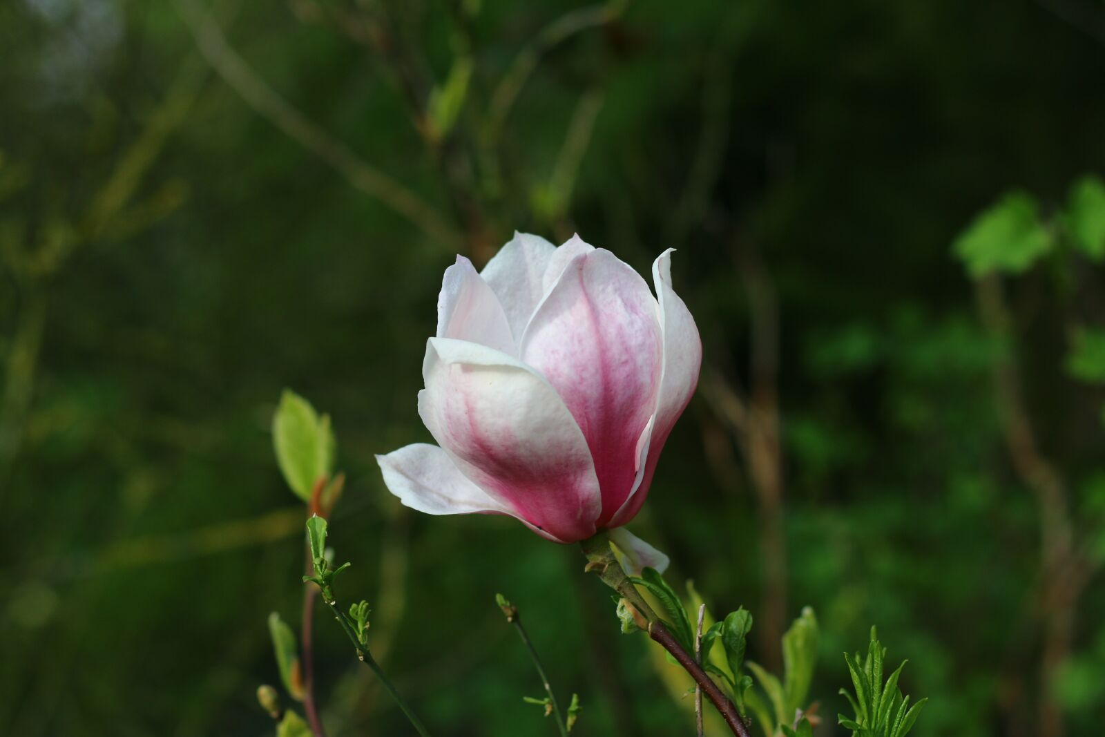 Canon EOS 70D + Canon EF 50mm F1.8 STM sample photo. Magnolia, tree, flower photography