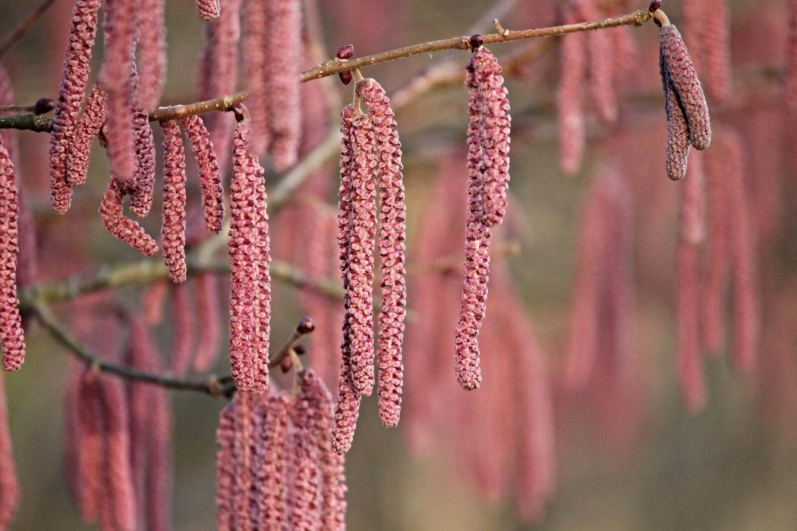 Canon EOS 1100D (EOS Rebel T3 / EOS Kiss X50) sample photo. Blossom kitten, red, hazelnut photography