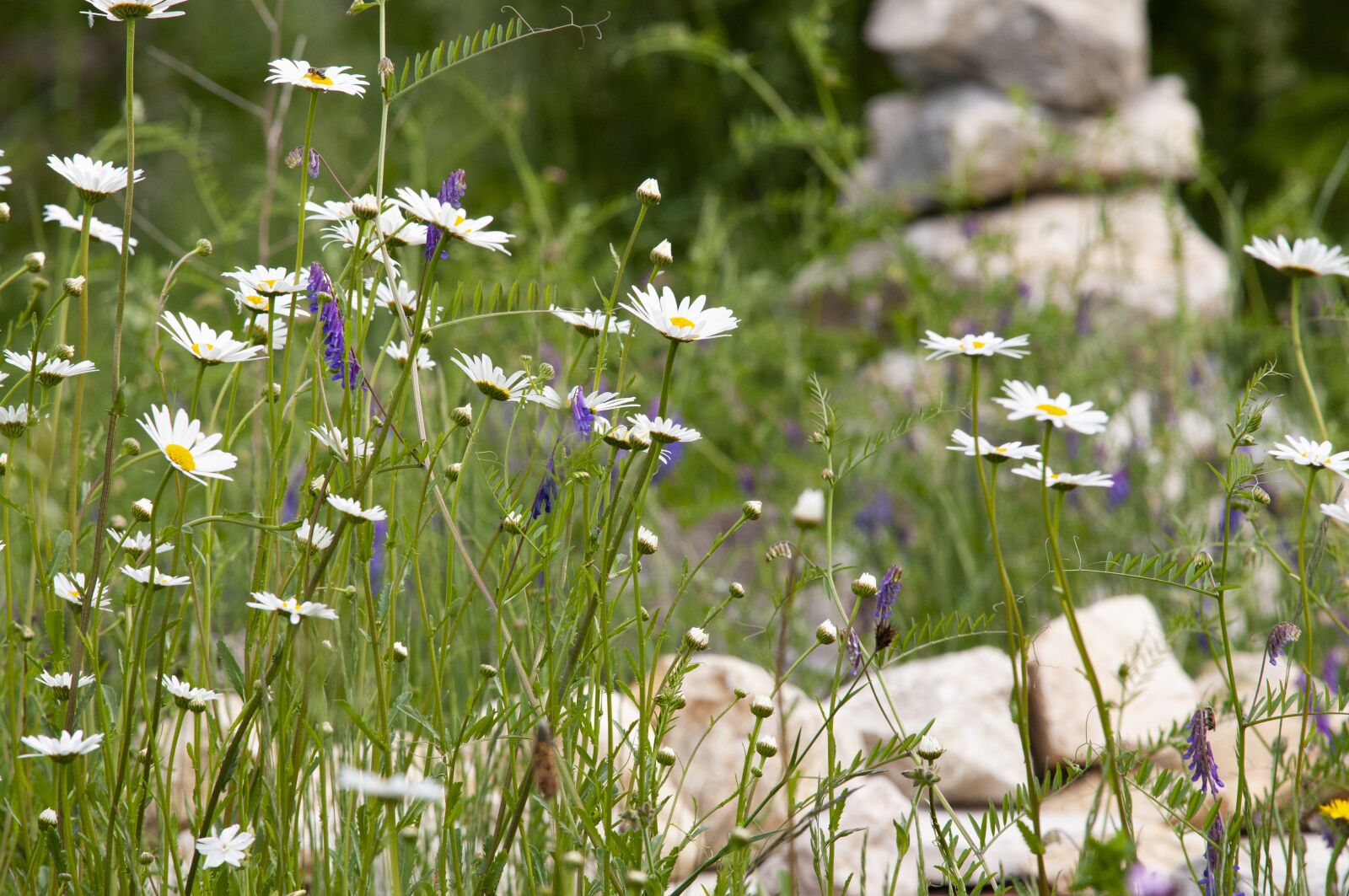 Nikon D300S sample photo. Meadow daisy, stones, steinmanderl photography