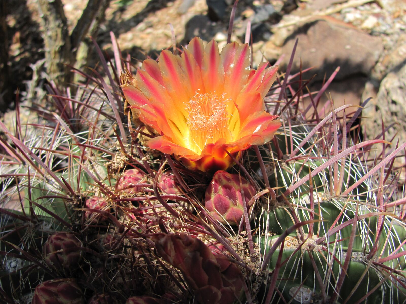 Canon PowerShot SX120 IS sample photo. Arizona, desert, cactus photography