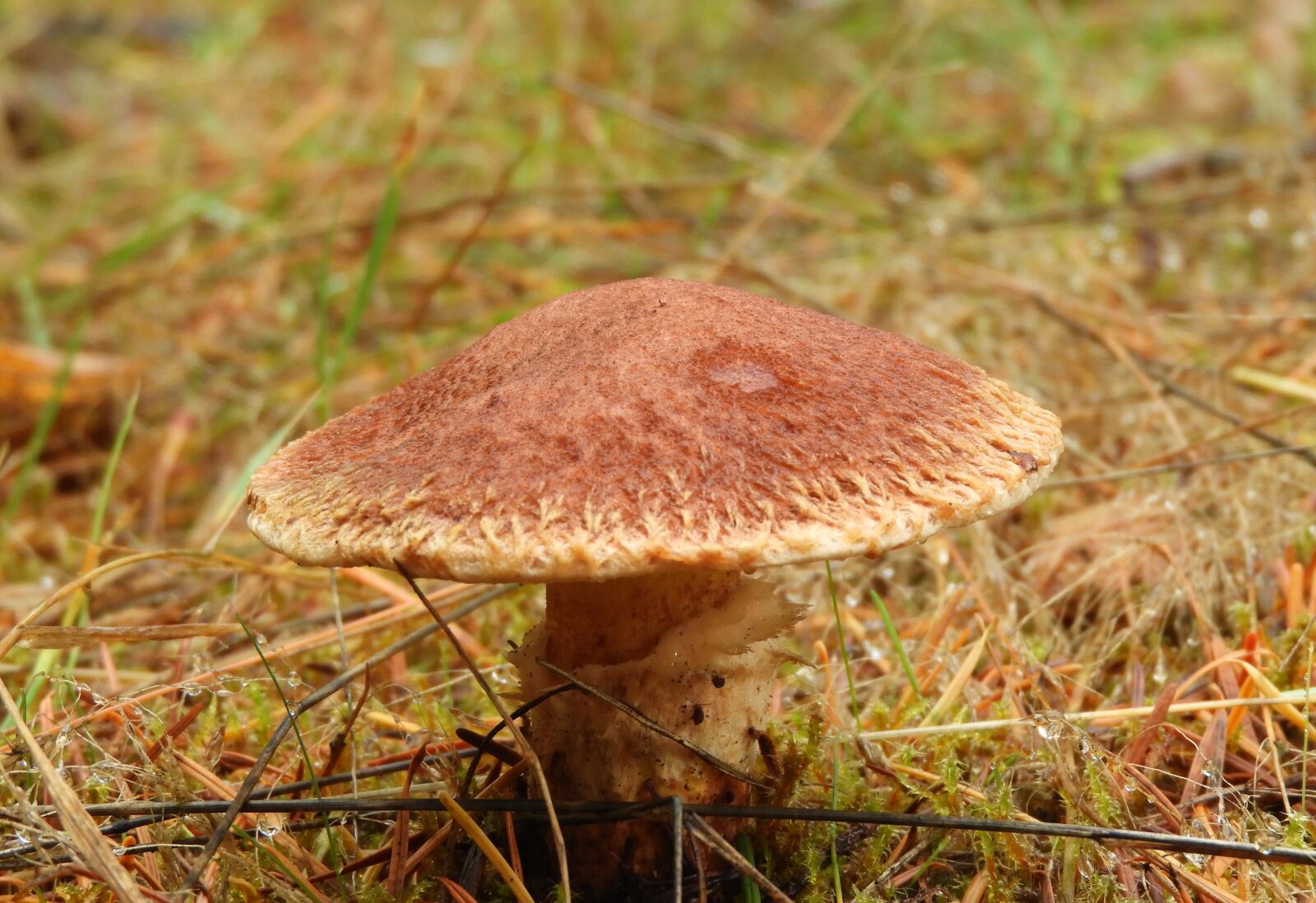 Nikon Coolpix B700 sample photo. Mushroom, nature, closeup photography