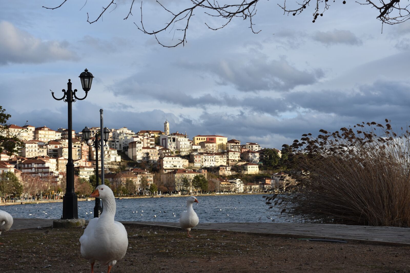 Nikon D7200 sample photo. Kastoria, duck, greece photography