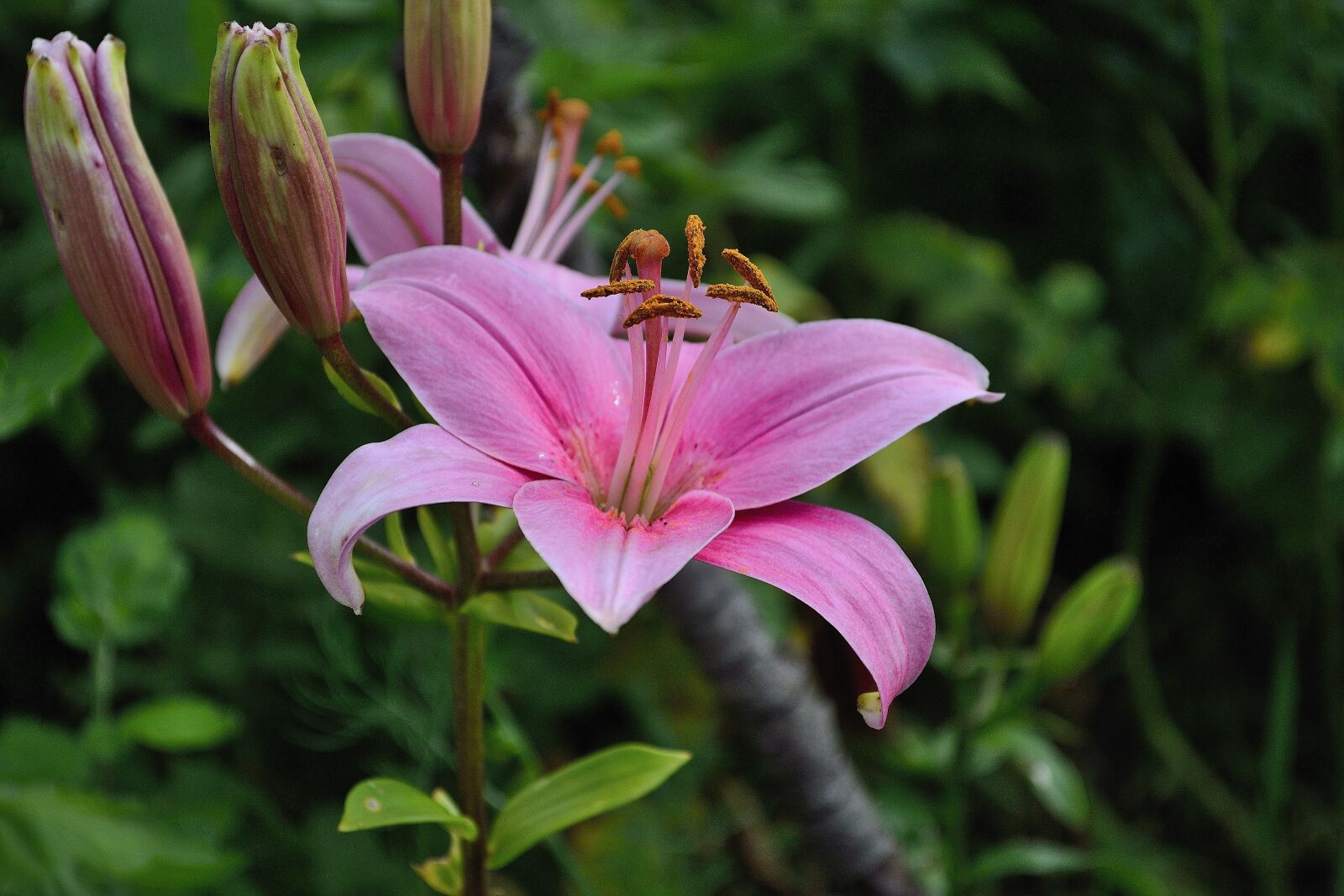 Nikon D3100 sample photo. Flower, summer, bloom photography