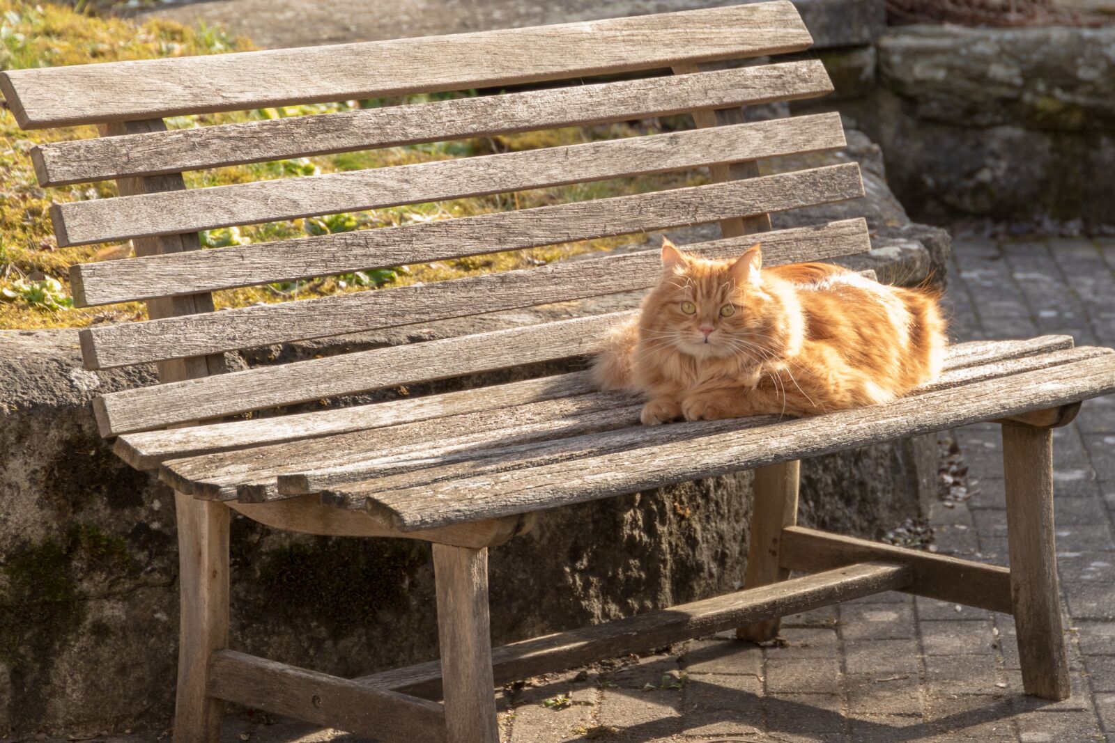 Canon EOS 6D Mark II sample photo. Cat, red, domestic cat photography