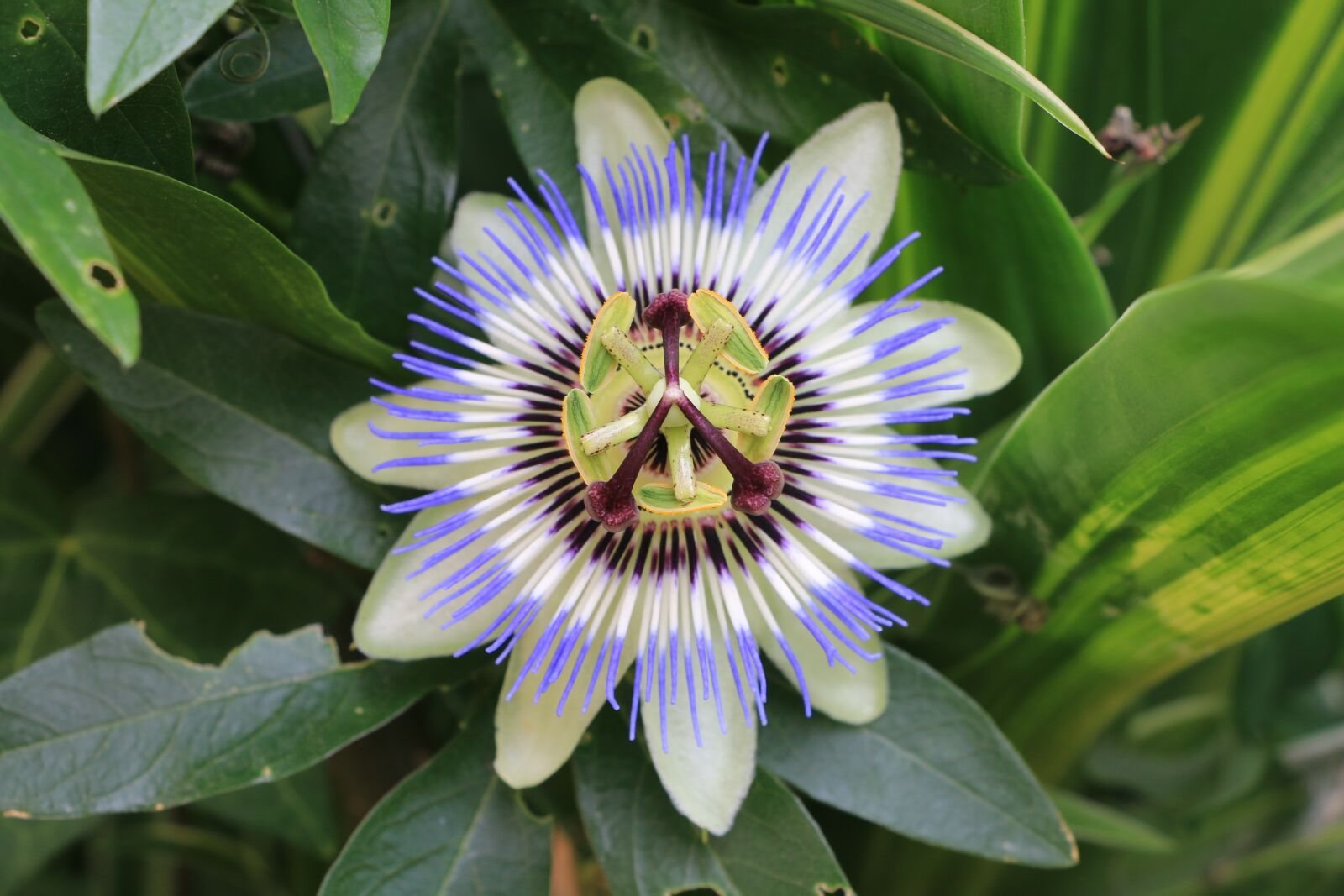 Canon EOS 70D sample photo. Watch flowers, greenhouse, summer photography