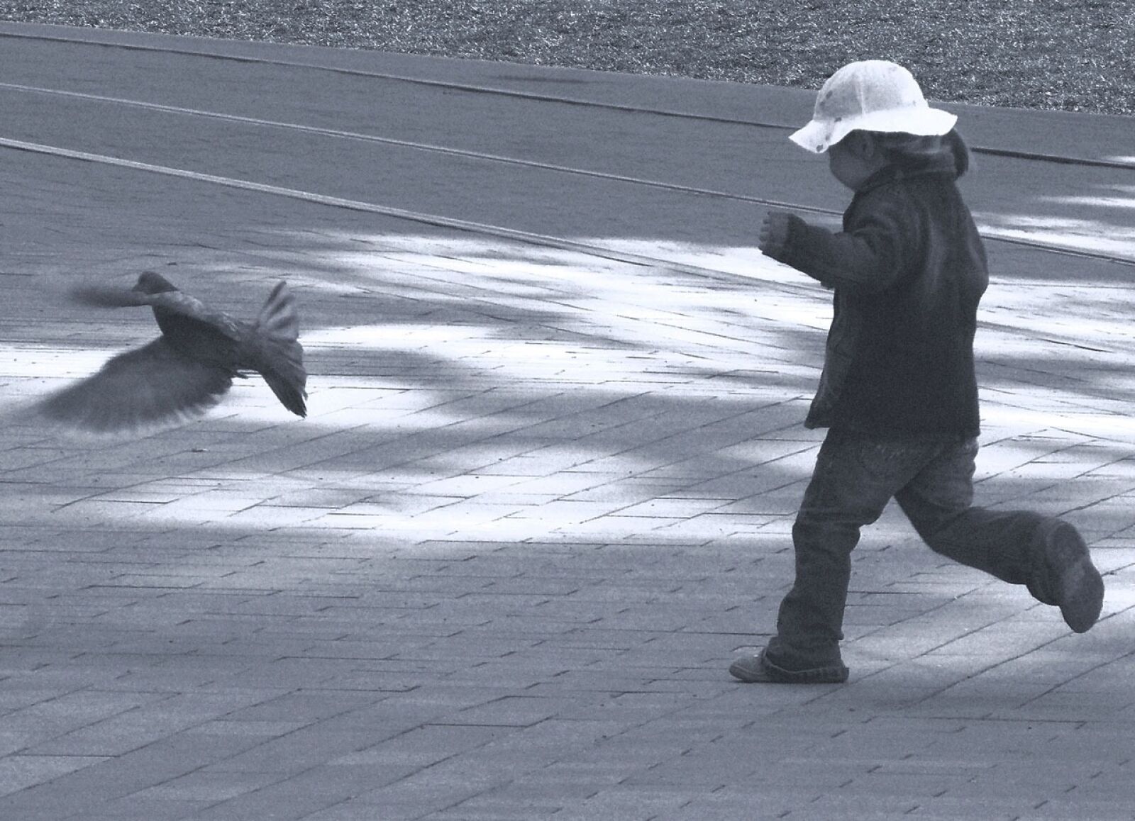 Panasonic DMC-FZ8 sample photo. Child, pigeon, catch photography