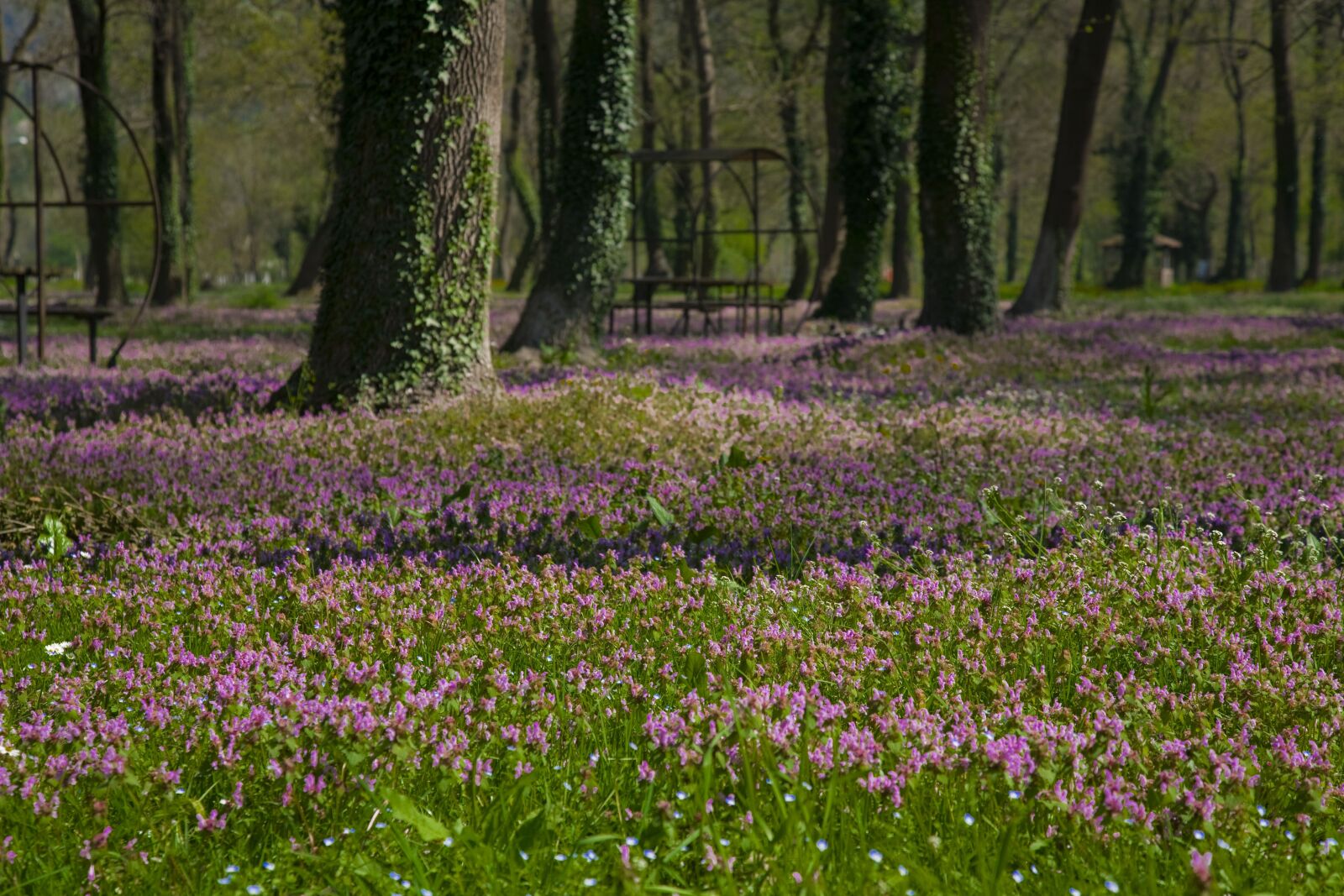 Canon EOS 5D sample photo. Spring, tree, nature photography