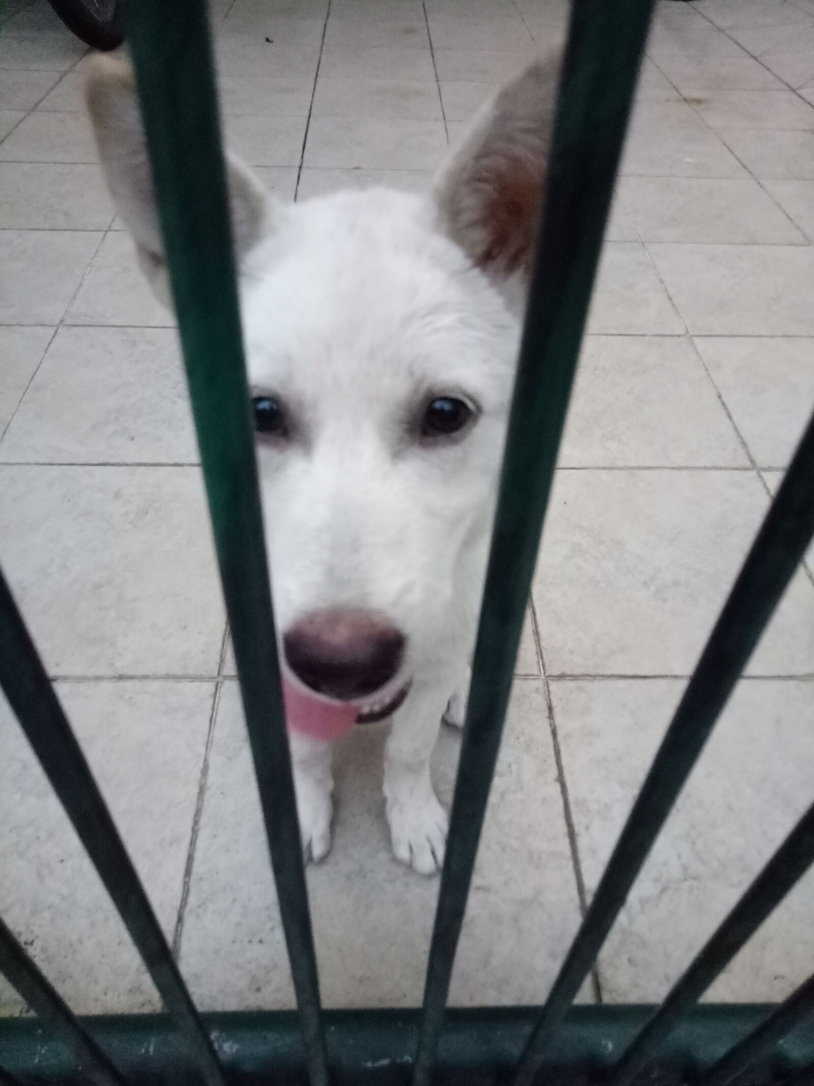 OPPO A1601 sample photo