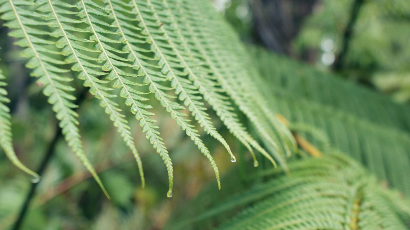 Sony Alpha DSLR-A350 sample photo. Flora, leaf, nature photography
