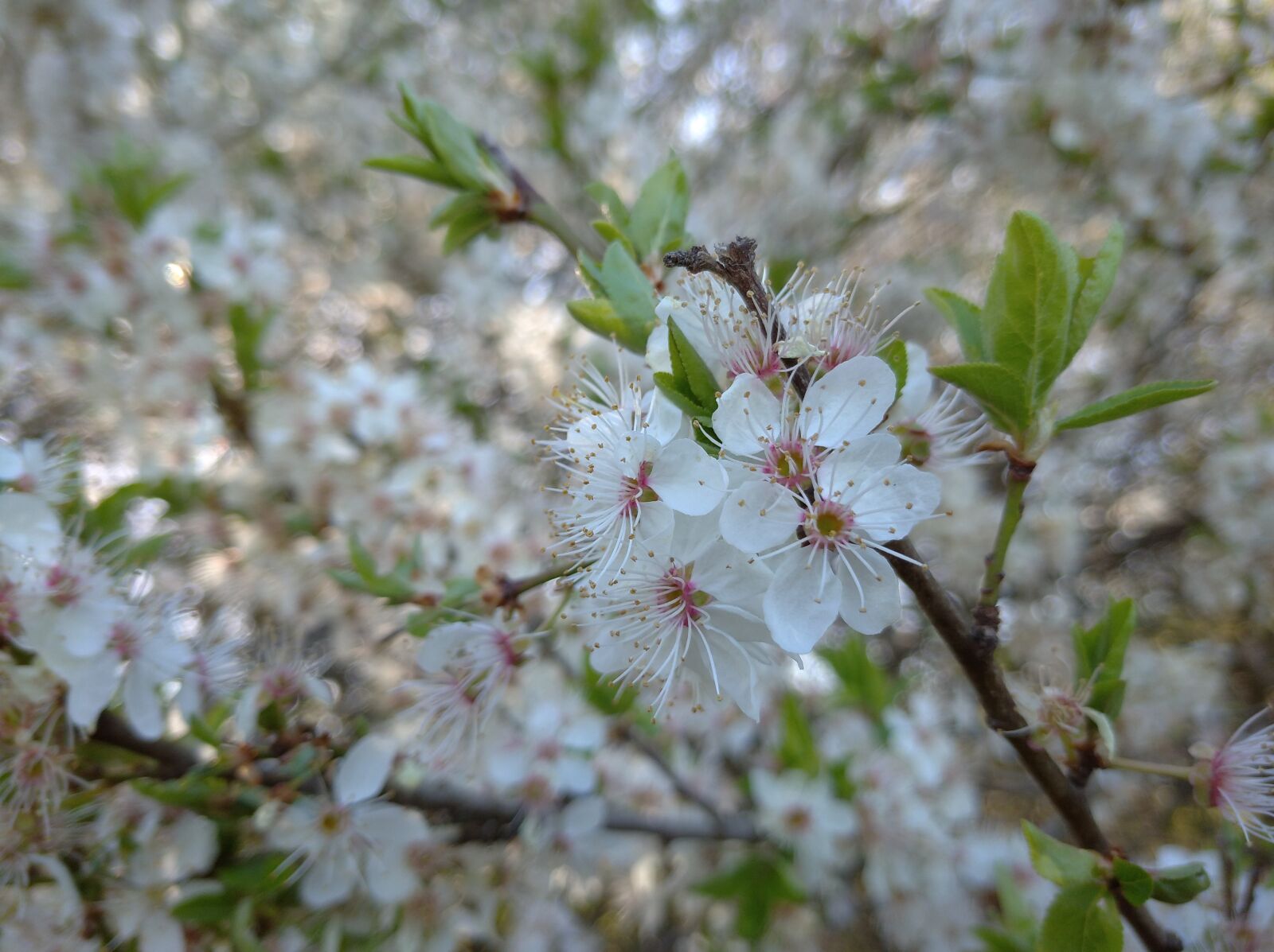 Xiaomi Redmi 8A sample photo. Spring, kvytnúť, nature photography