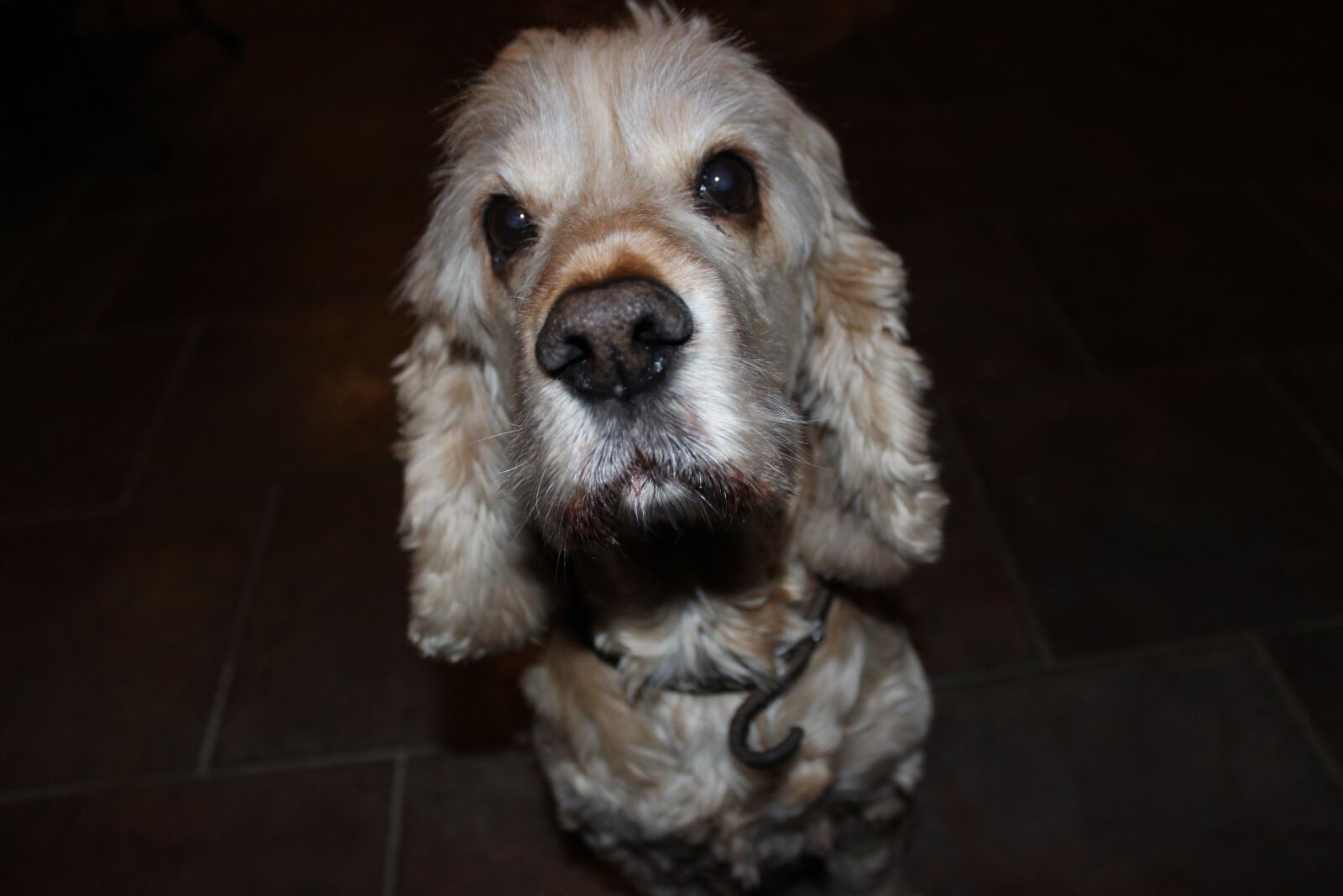 Canon EOS 600D (Rebel EOS T3i / EOS Kiss X5) sample photo. Photo shoot, dog, hybrid photography