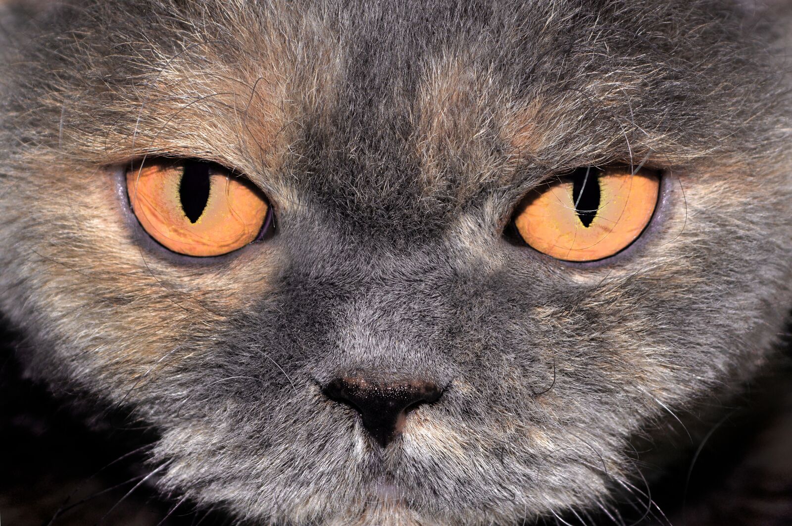 Nikon D3200 sample photo. Cat, close up, head photography