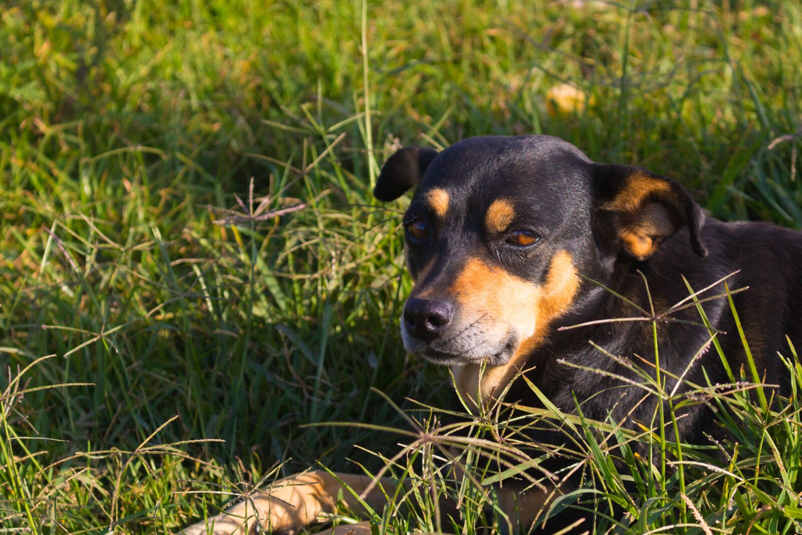 Canon EOS 750D (EOS Rebel T6i / EOS Kiss X8i) sample photo. Dog, grass, friend photography