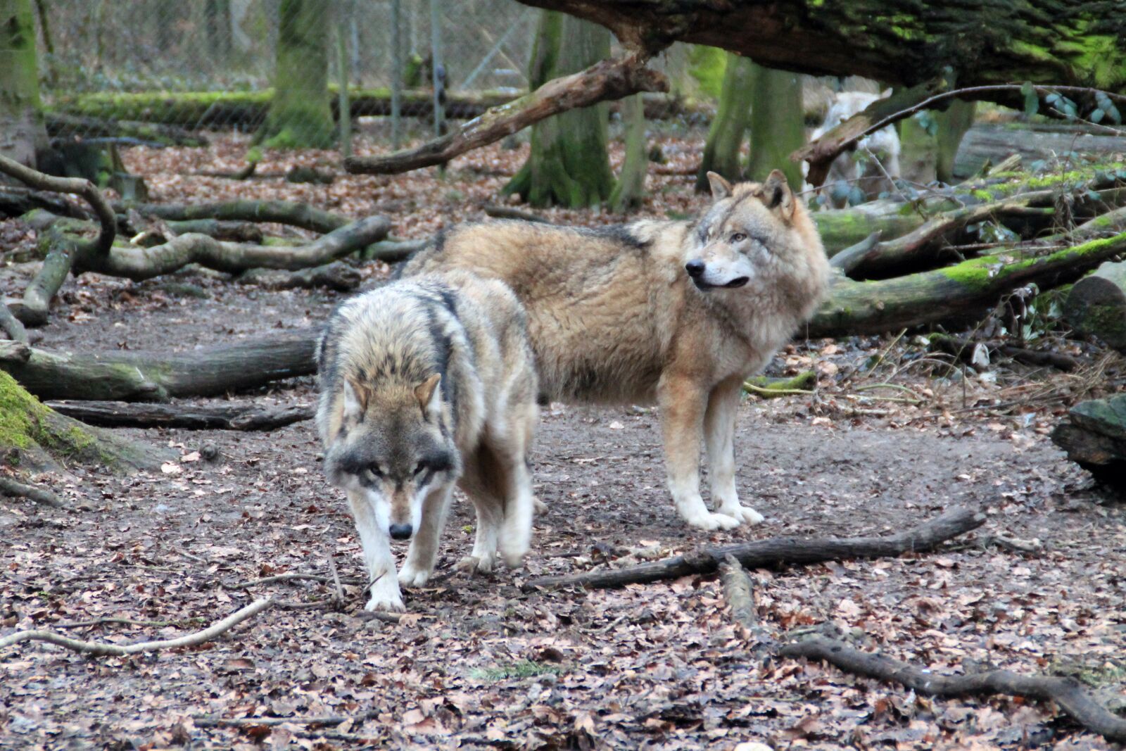 Canon EOS 1100D (EOS Rebel T3 / EOS Kiss X50) sample photo. Wolf, zoo, weilburg photography