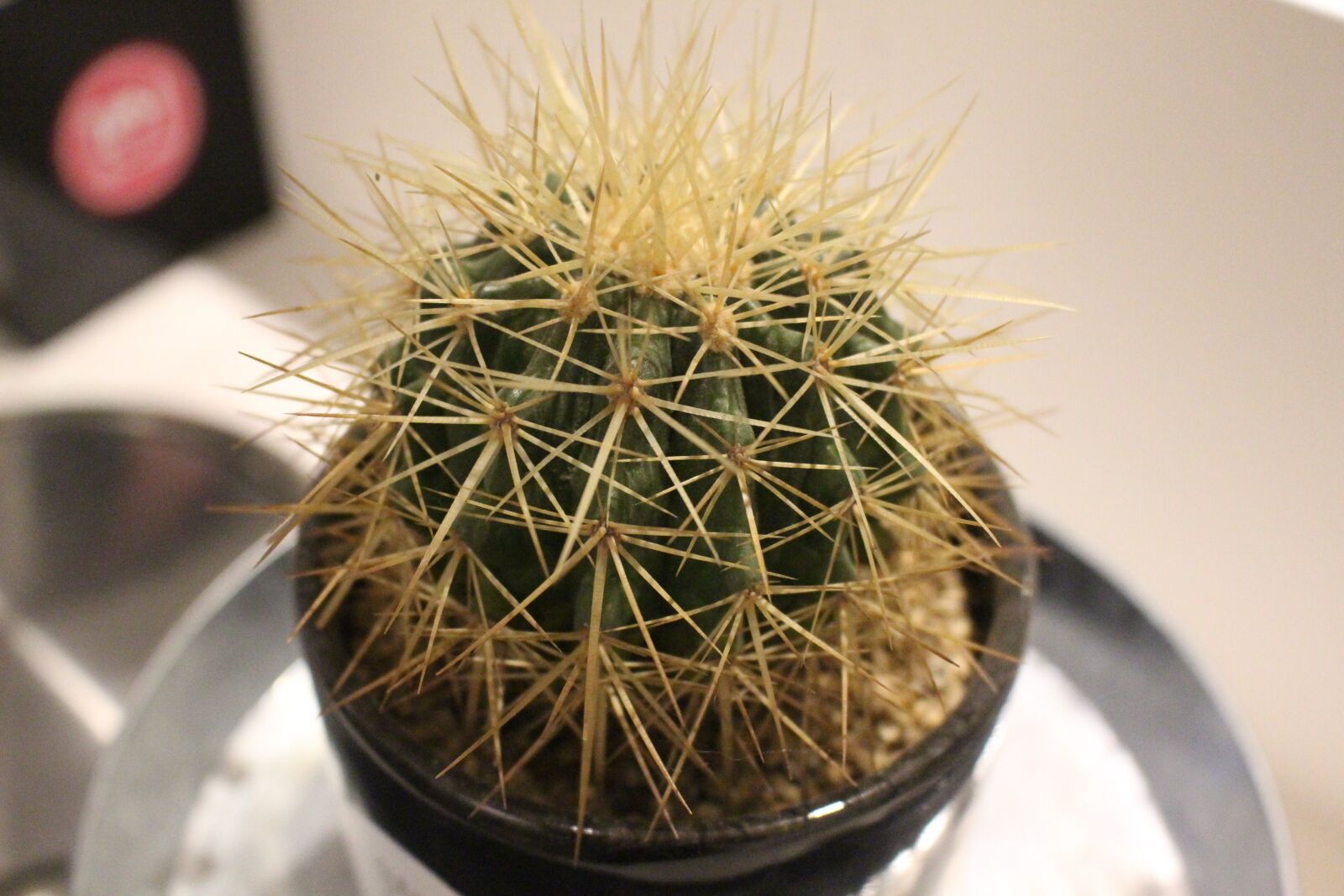 Canon EOS 100D (EOS Rebel SL1 / EOS Kiss X7) sample photo. Cactus, a fleshy plant photography