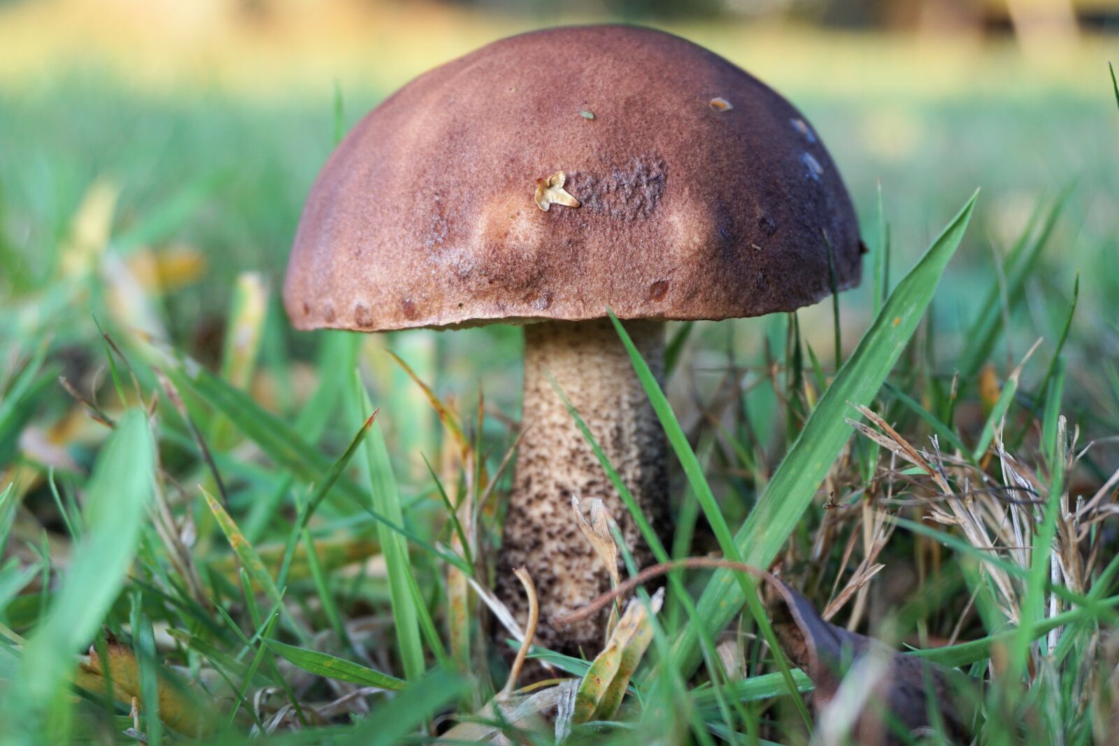 Sony a6000 sample photo. Mushroom, forest, autumn photography