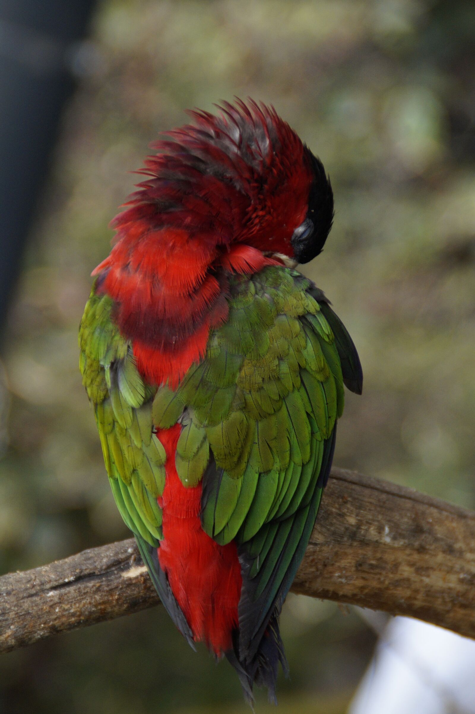Sony SLT-A58 sample photo. Parrot, plumage, sleep photography