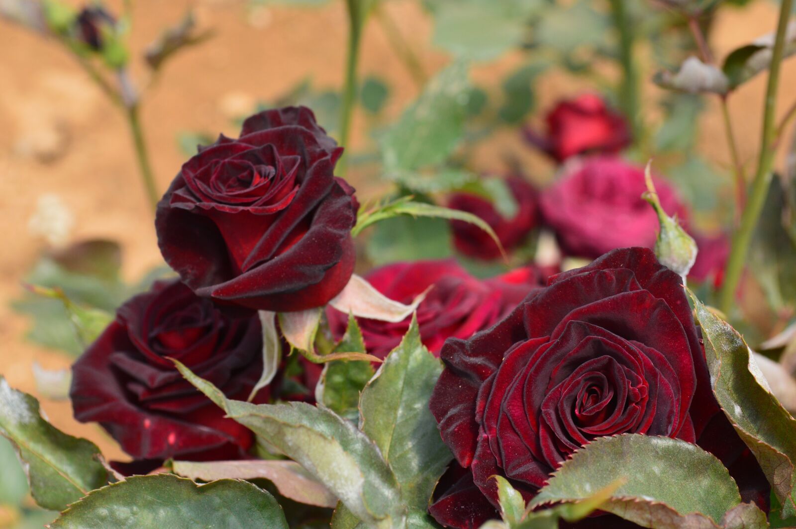 Nikon D3200 sample photo. Velvet, rose, wild photography