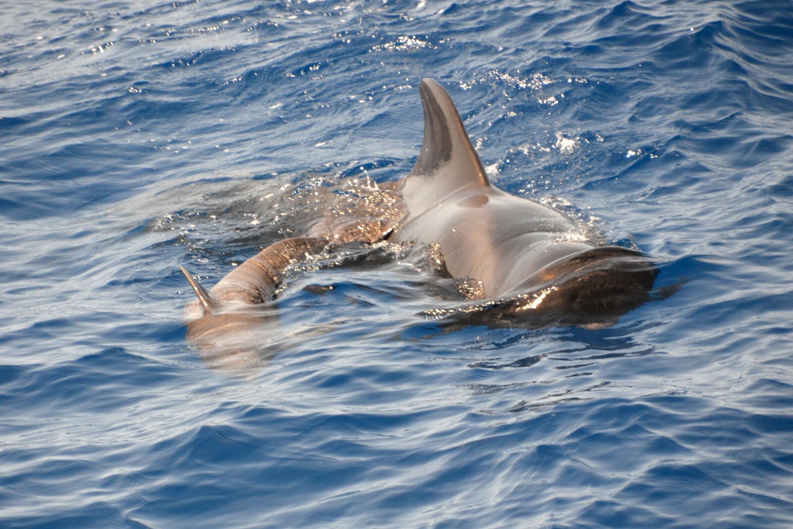 Nikon D5100 sample photo. Wal, pilot whale, marine photography
