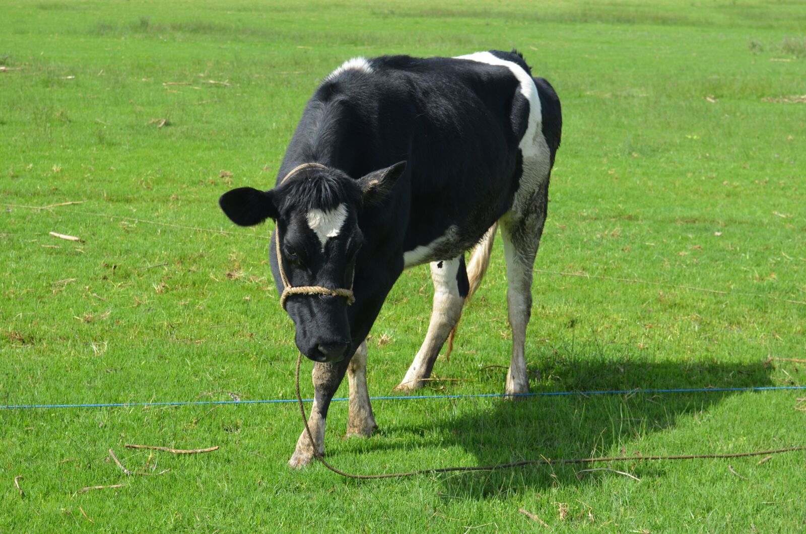 Nikon D5100 sample photo. Cow, pasture, livestock photography