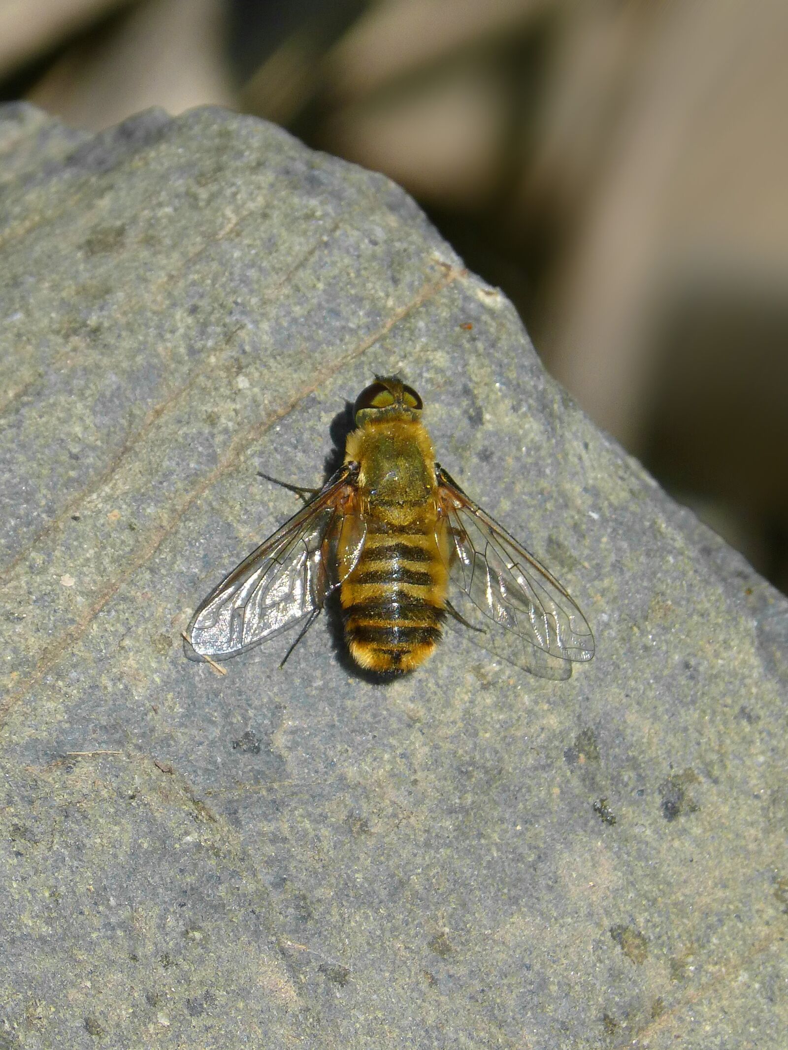 Panasonic DMC-FZ62 sample photo. Species of bee, insect photography