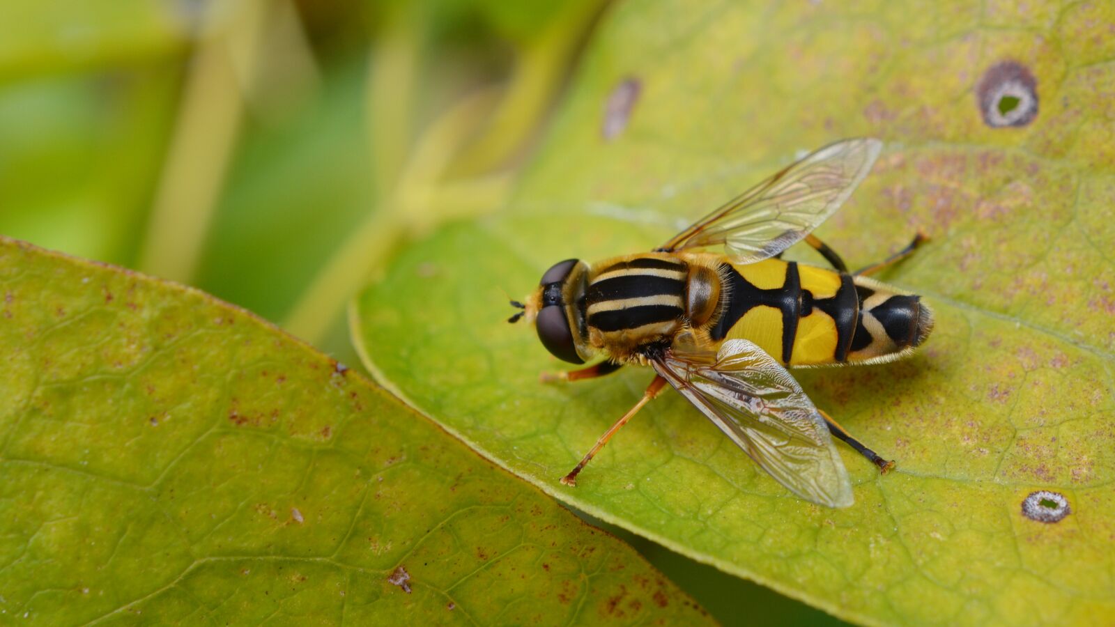 Nikon D5200 sample photo. Fly, hoverfly, nature photography
