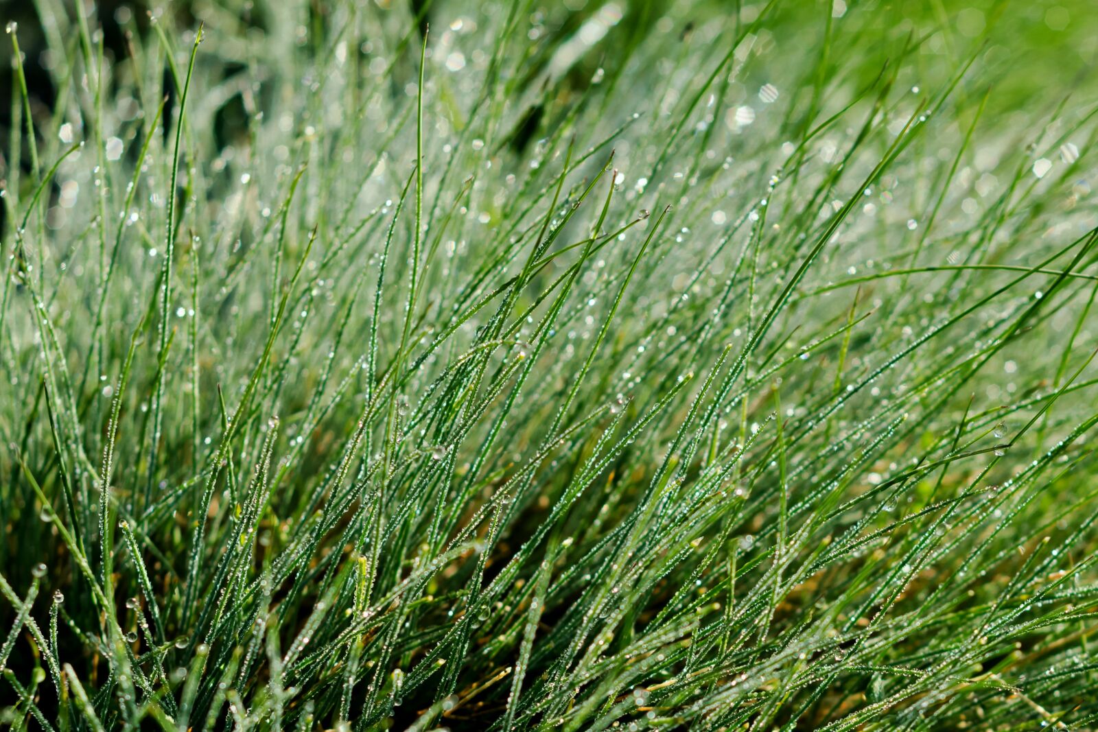 Nikon D5100 sample photo. Grass, dew, green photography