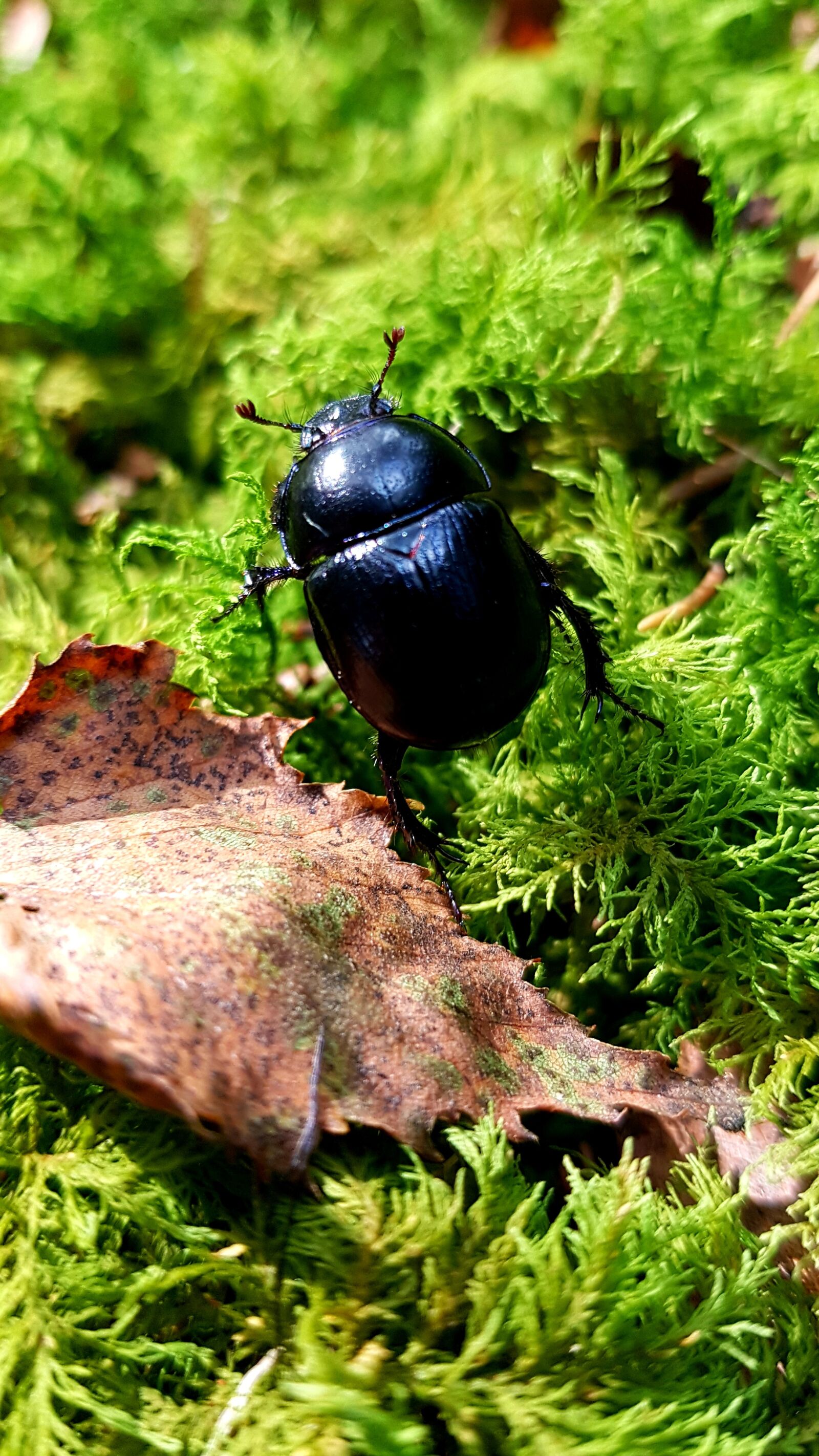 Samsung Galaxy S7 Edge sample photo. Forest dung beetle, anoplotrupes photography