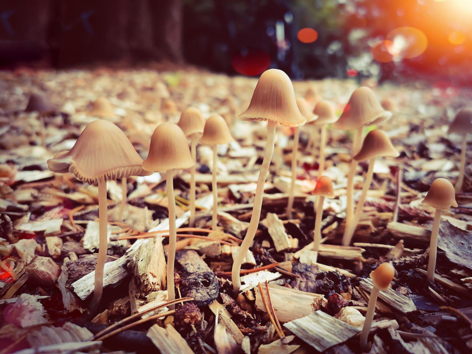 HUAWEI ELE-L29 sample photo. Mushroom, forest mushroom, autumn photography